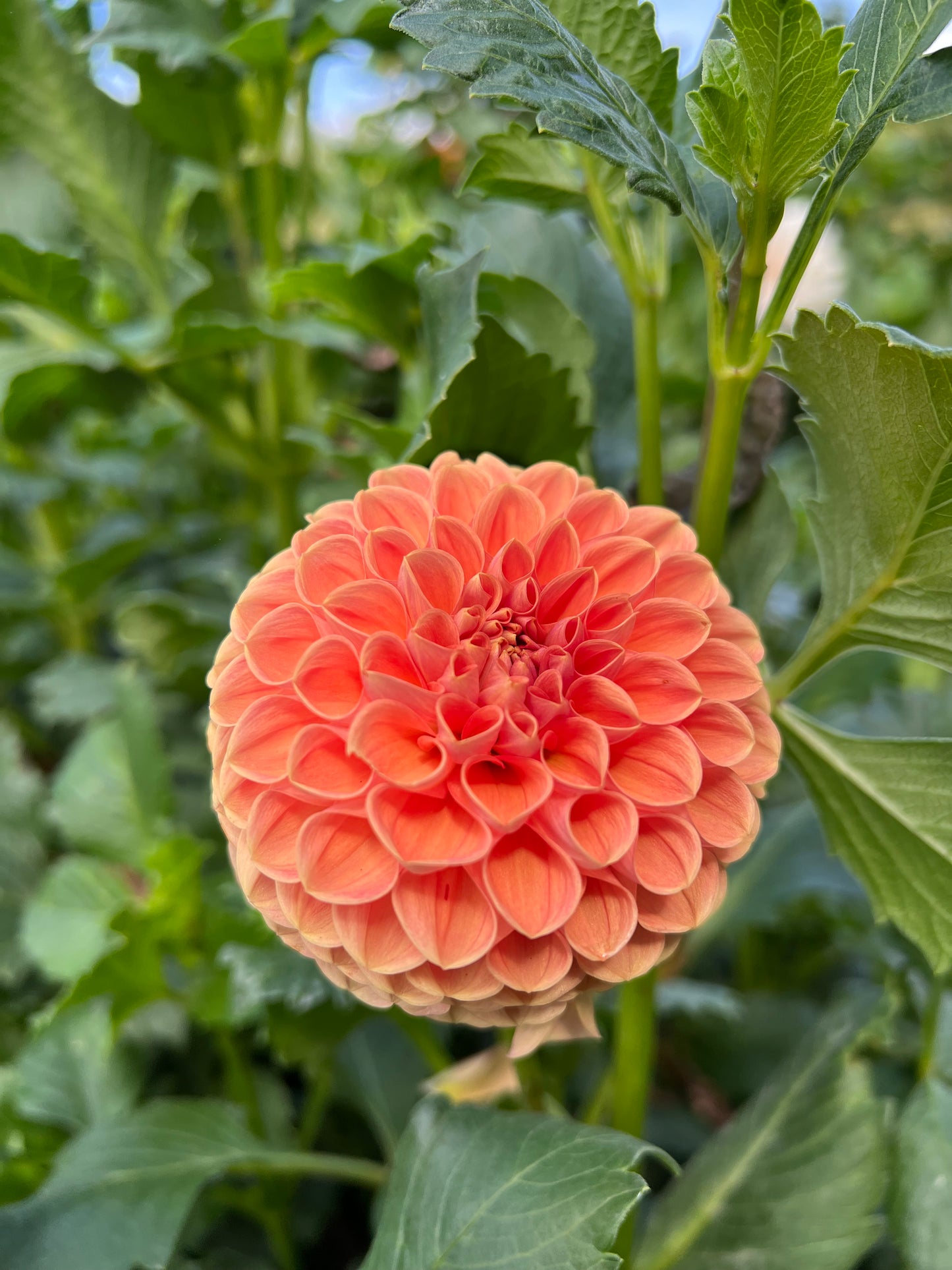 Bee Hive - Rooted Cutting