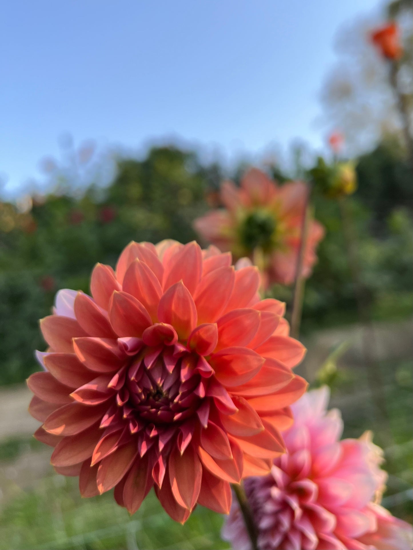 KA's Mocha Jake - Dahlia Seeds