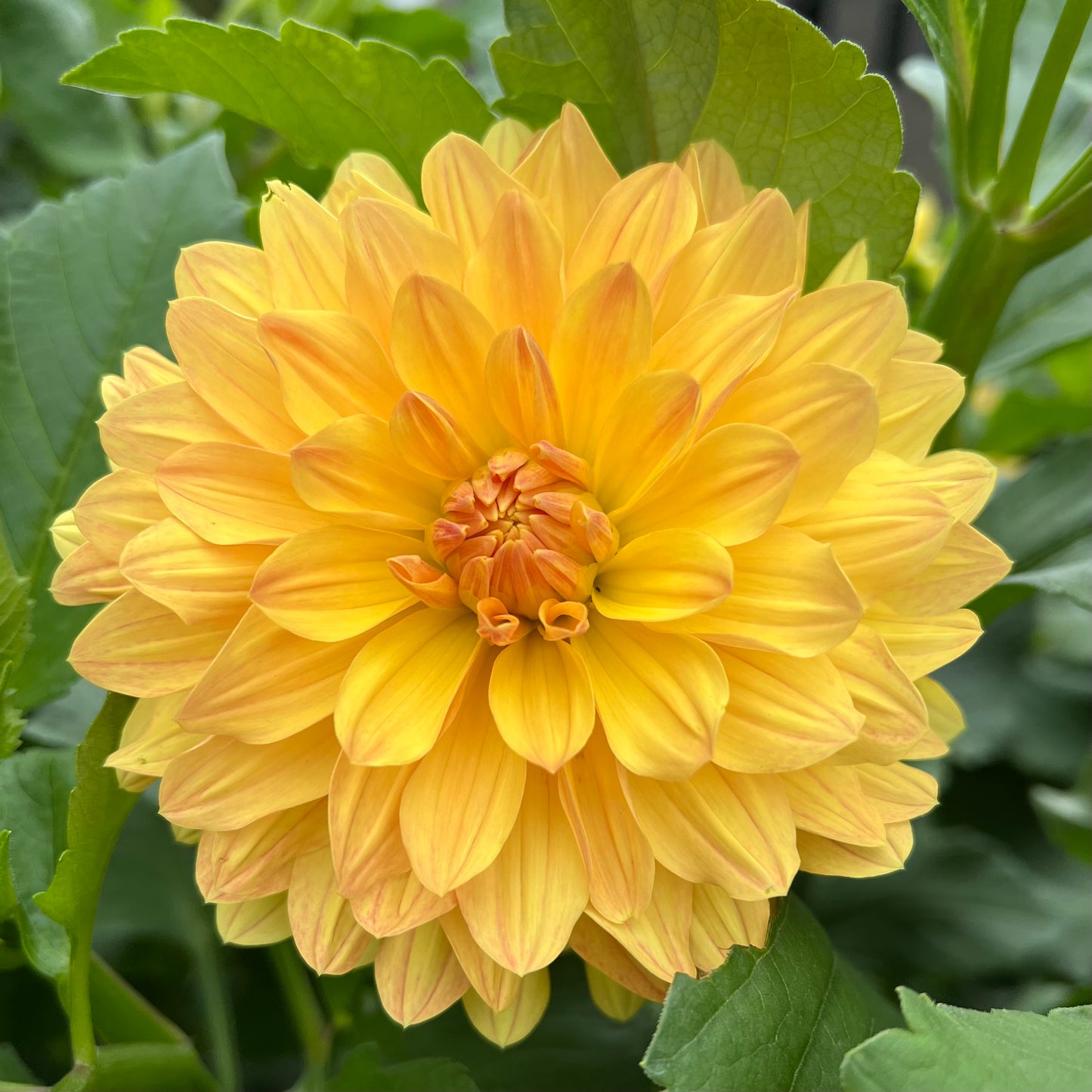 Coseytown Goldilocks