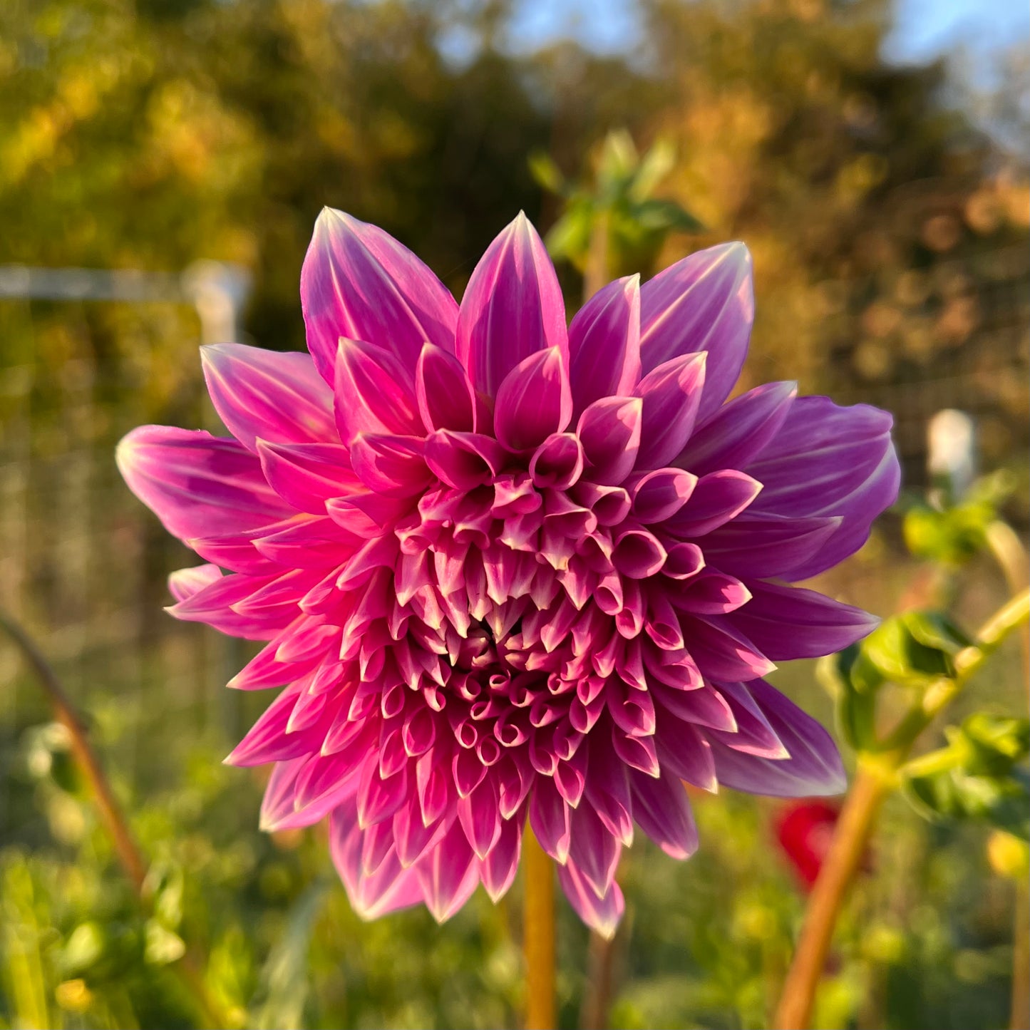 Bloomquist Clear Delight