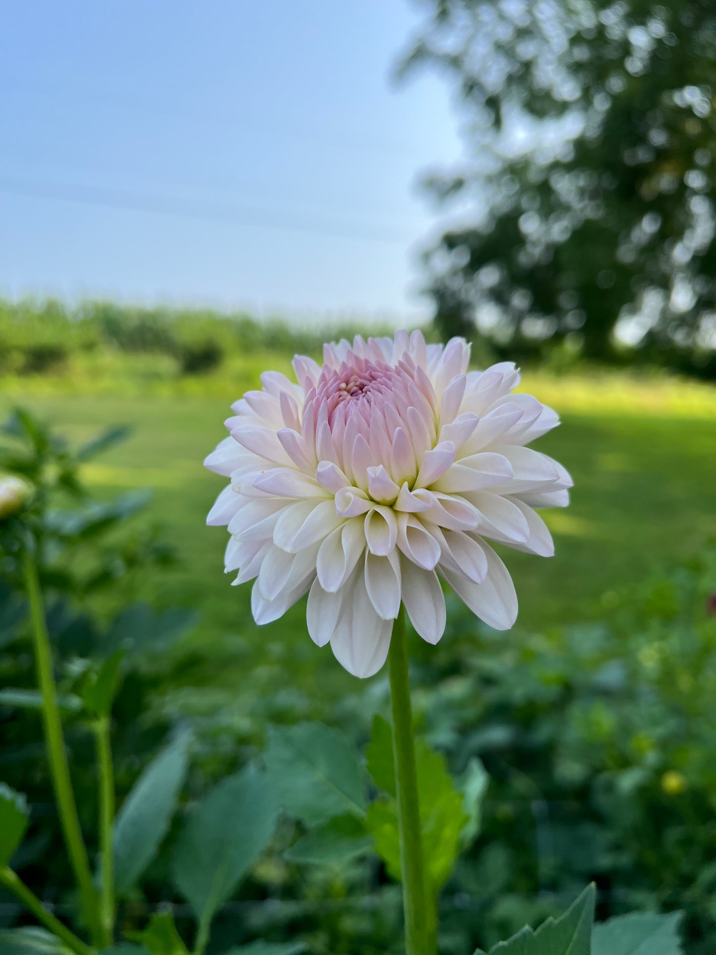 Tahoma Stellar Feller - Rooted Cutting