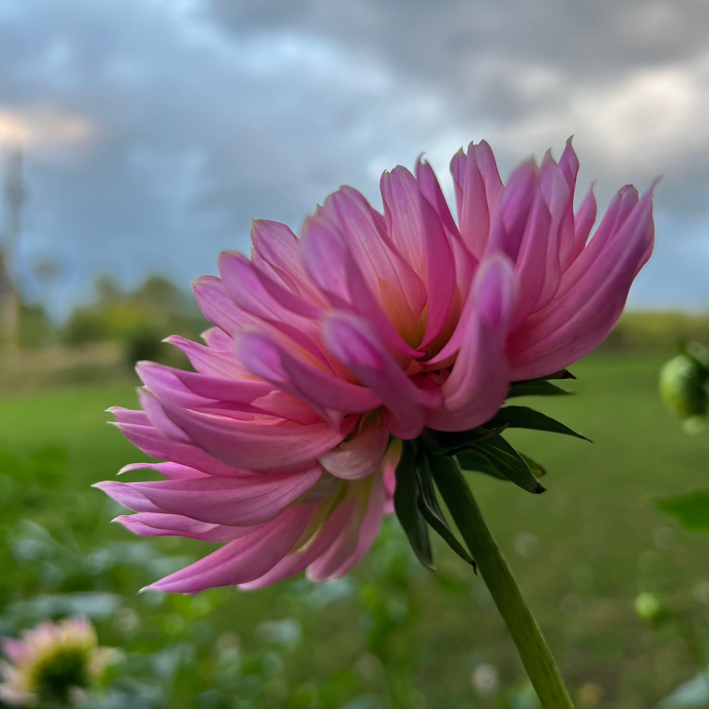 Coseytown Double Dutch