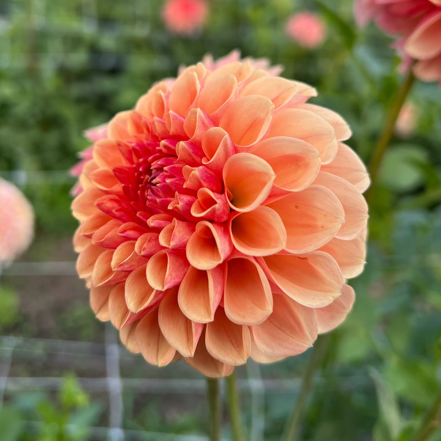 Lee's Beech Glow - Rooted Cutting