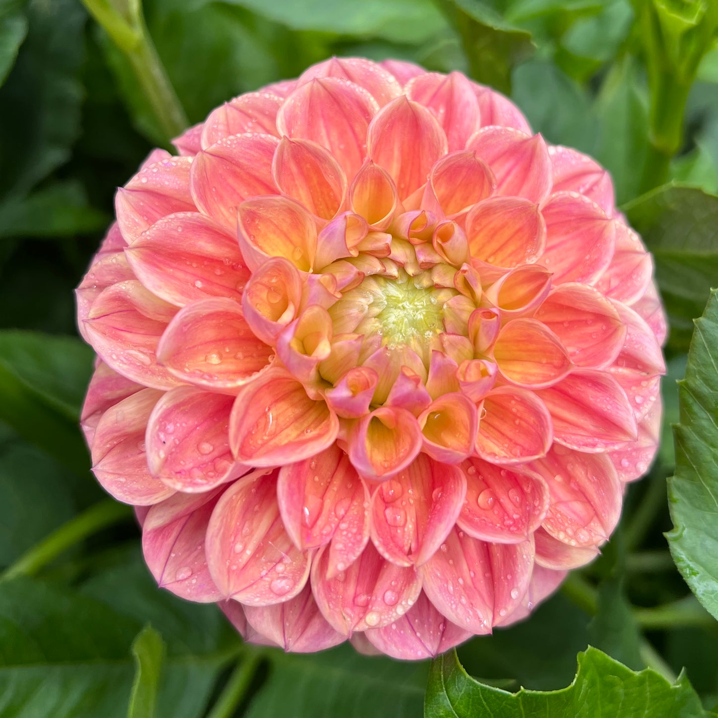 Coseytown Baby Cakes