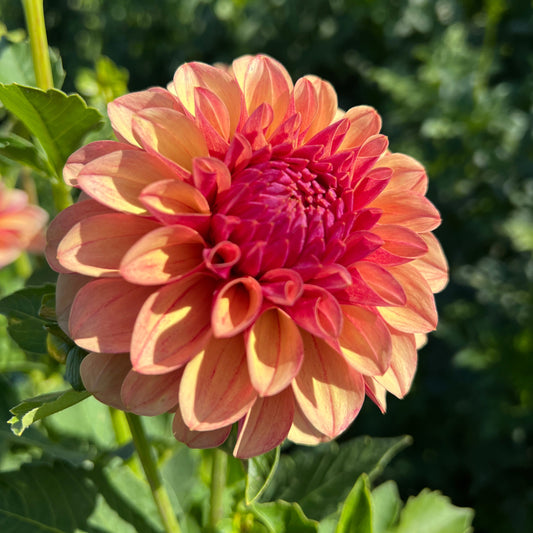Lee's Golden Raspberry - Rooted Cutting