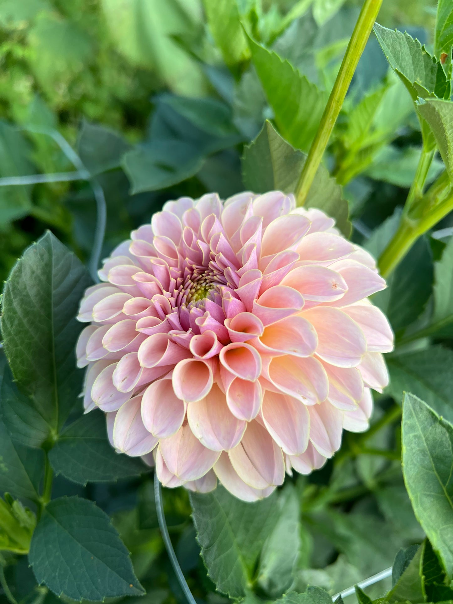 KA's Cinder Rose - Rooted Cutting