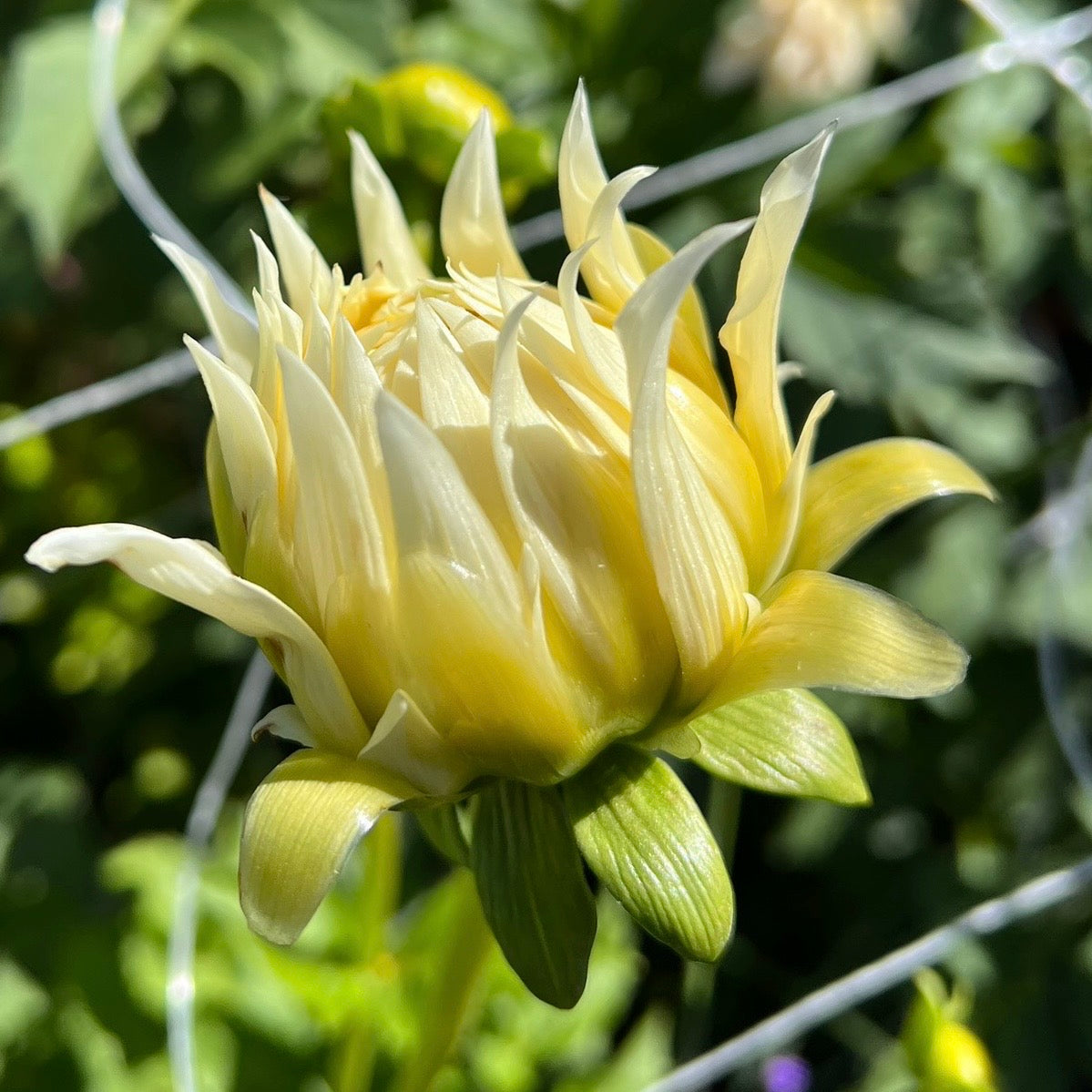 KA's Khaleesi - Rooted Cutting