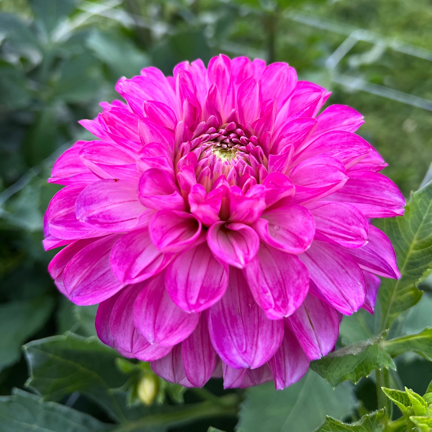 Ferncliff Mist - Rooted Cutting