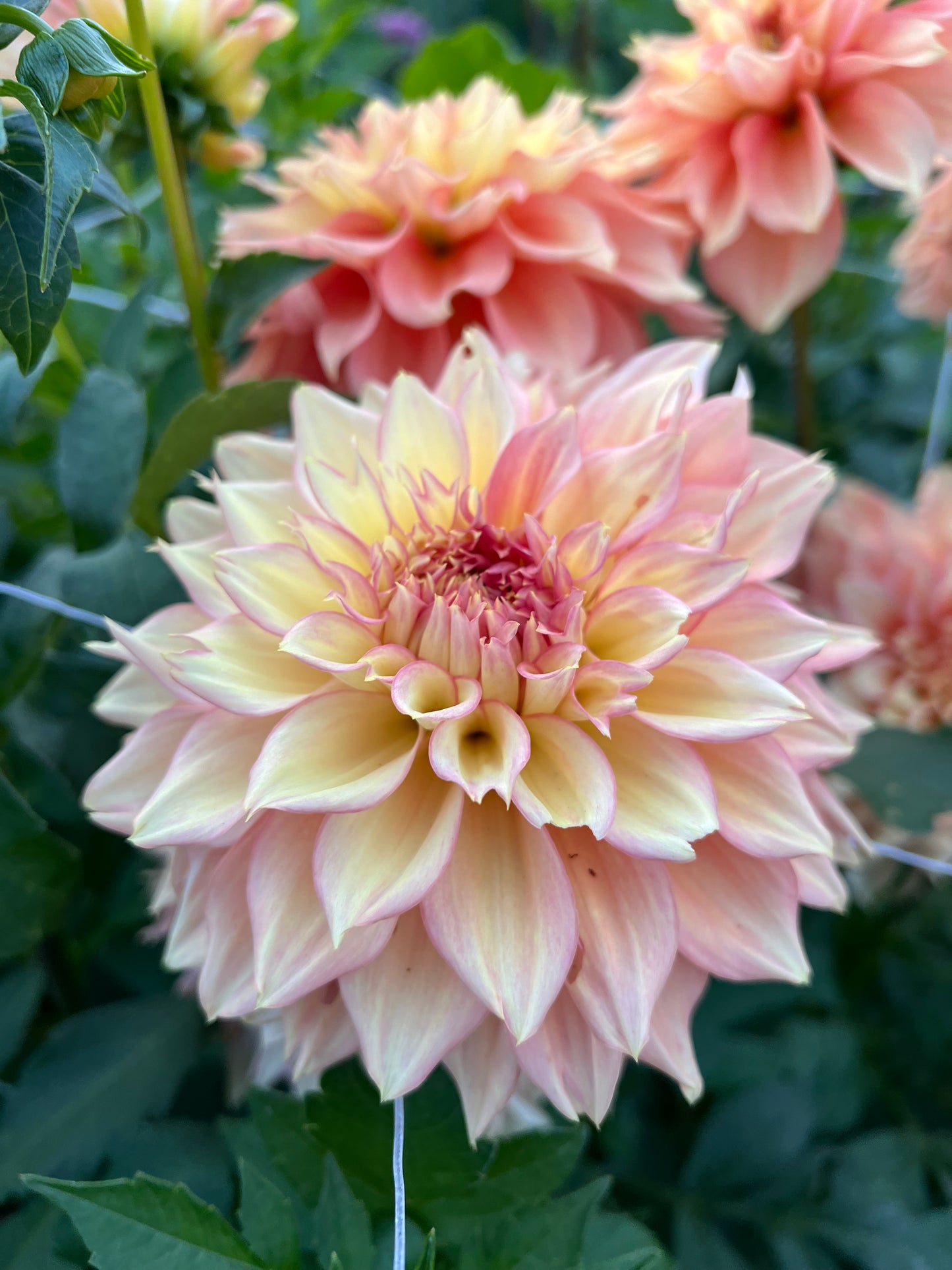 Lee's Savannah Spring - Rooted Cutting