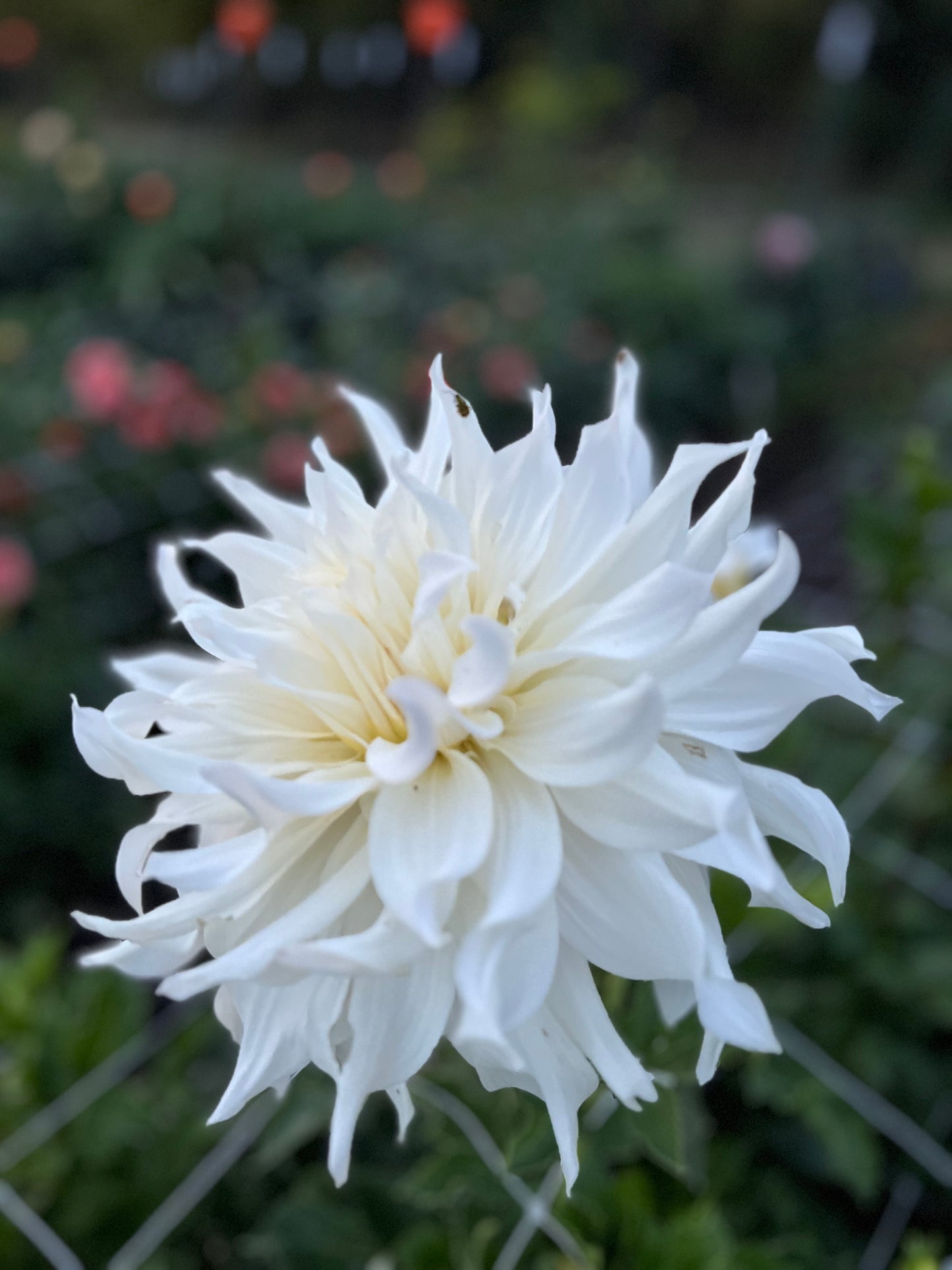 KA's Khaleesi - Rooted Cutting