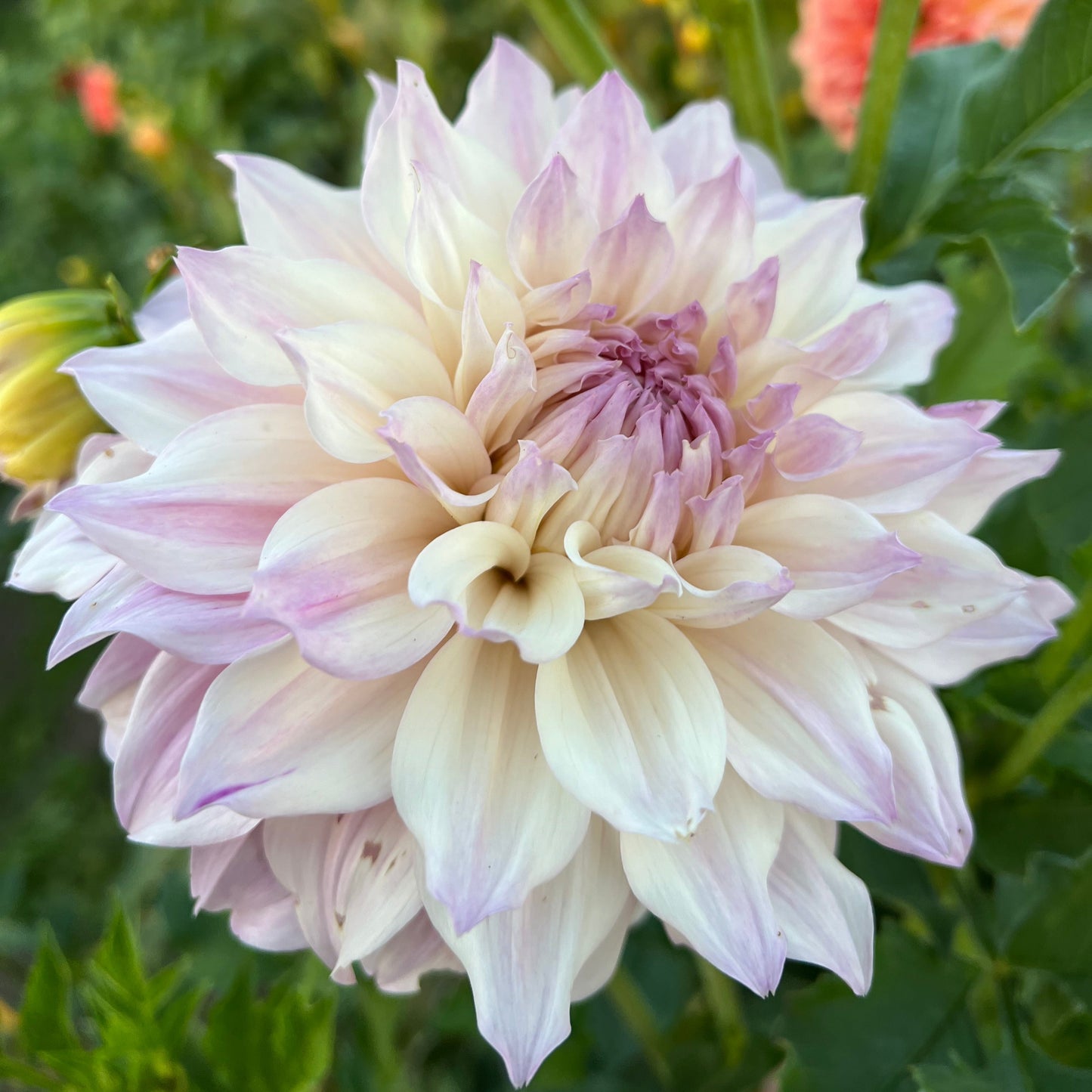 KA's Chiffon - Rooted Cutting