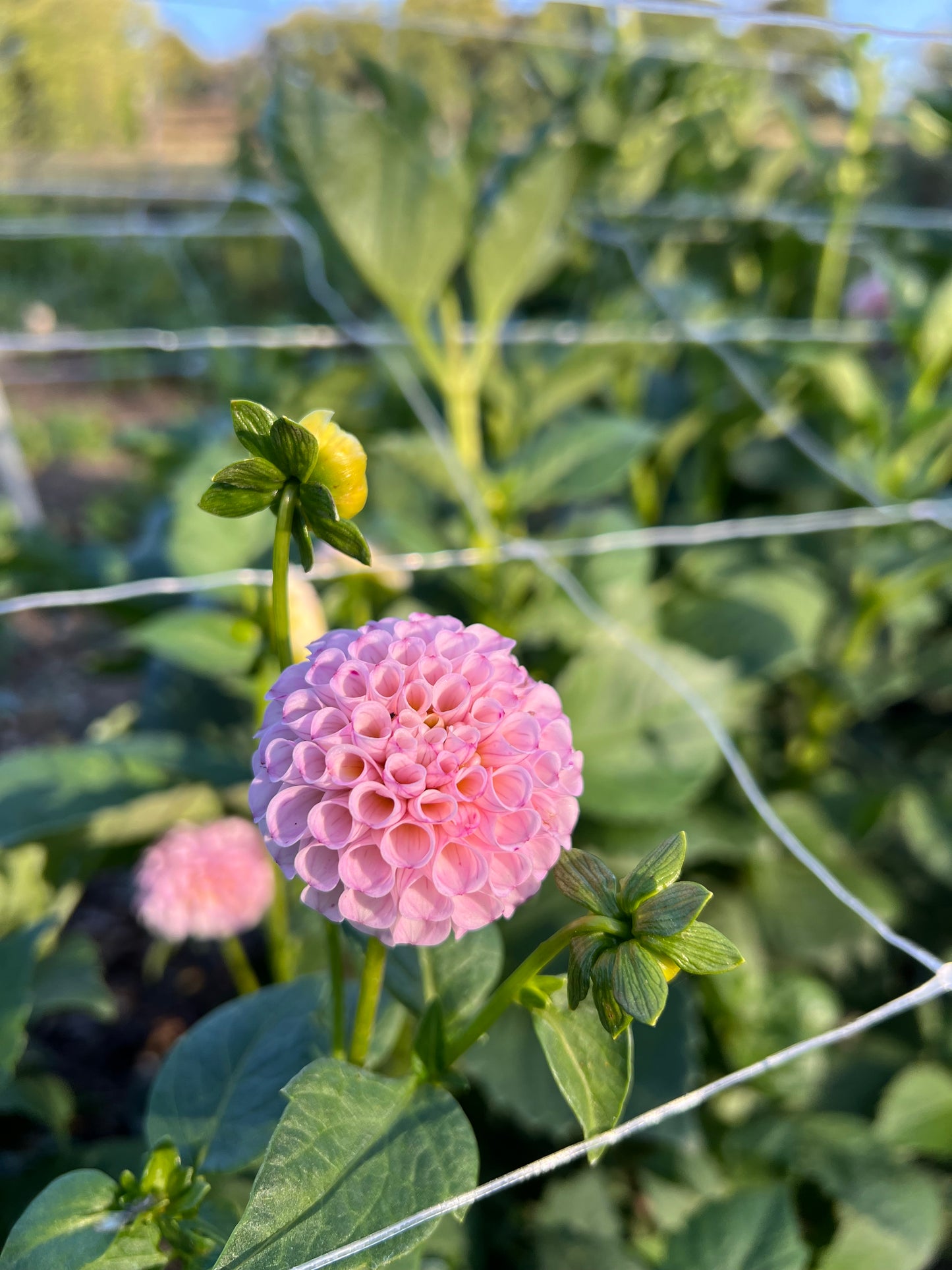 Gurtla Twilight - Rooted Cutting