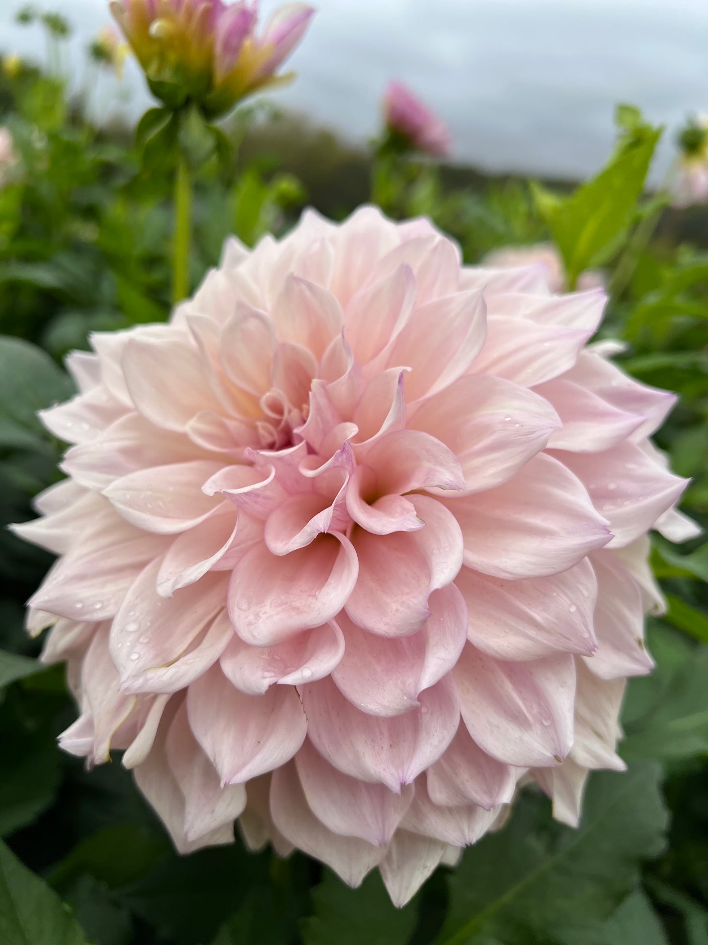 KA's Chiffon