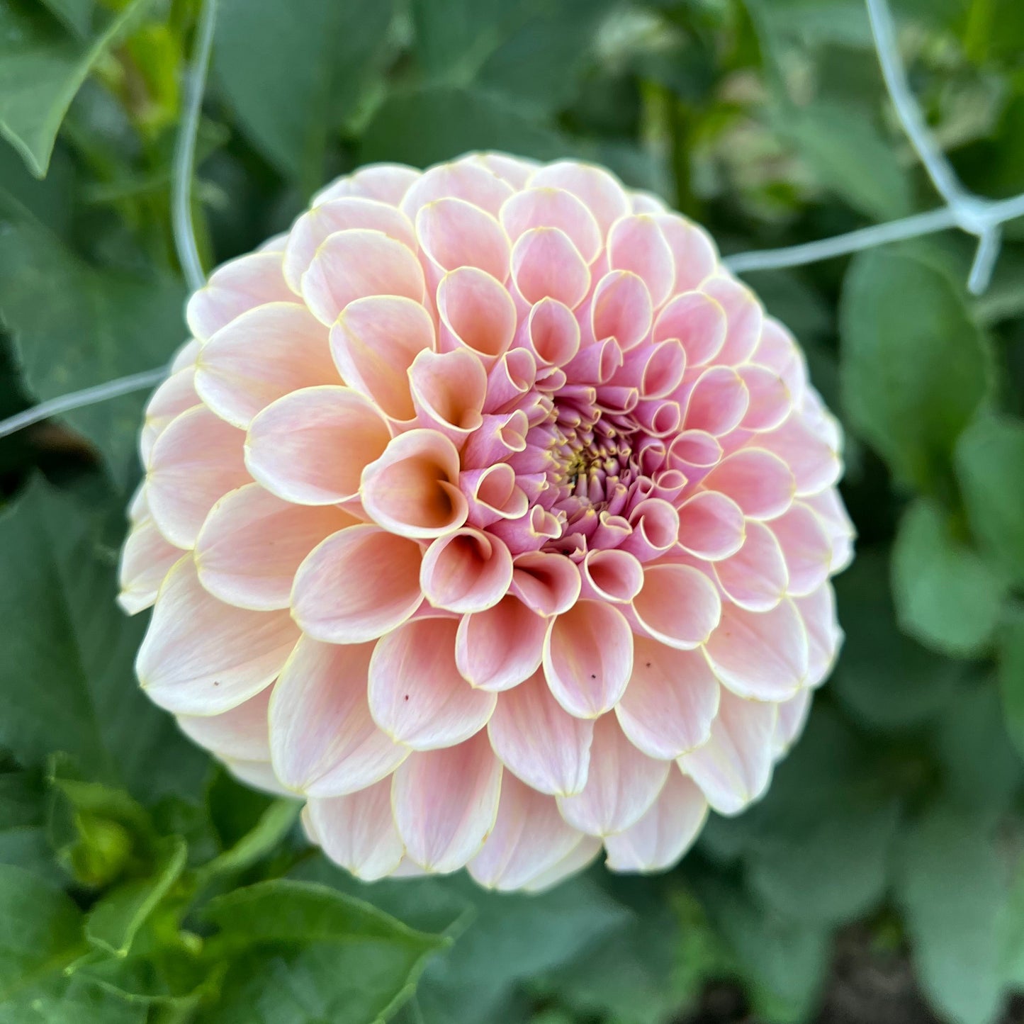 KA's Cinder Rose - Rooted Cutting