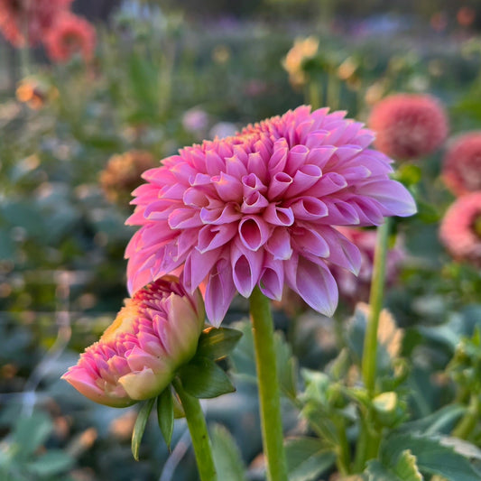 Bloomquist Pink Parfait - Rooted Cutting