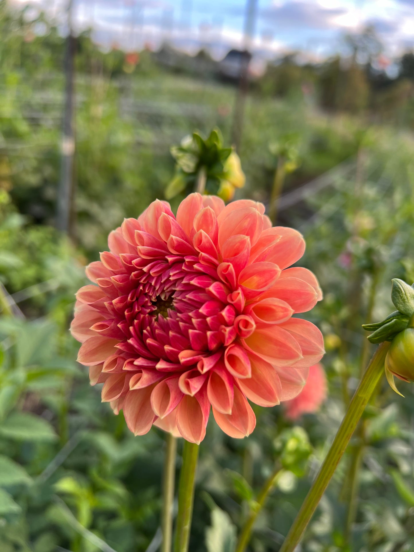Lee's Beech Glow - Rooted Cutting