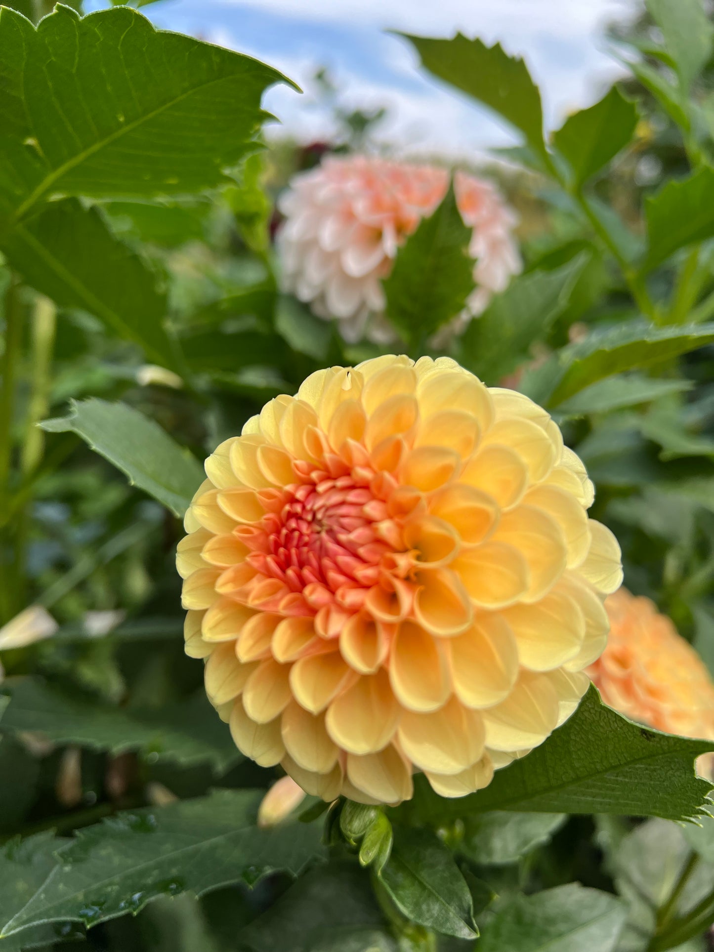 Lee's Beech Glow - Rooted Cutting