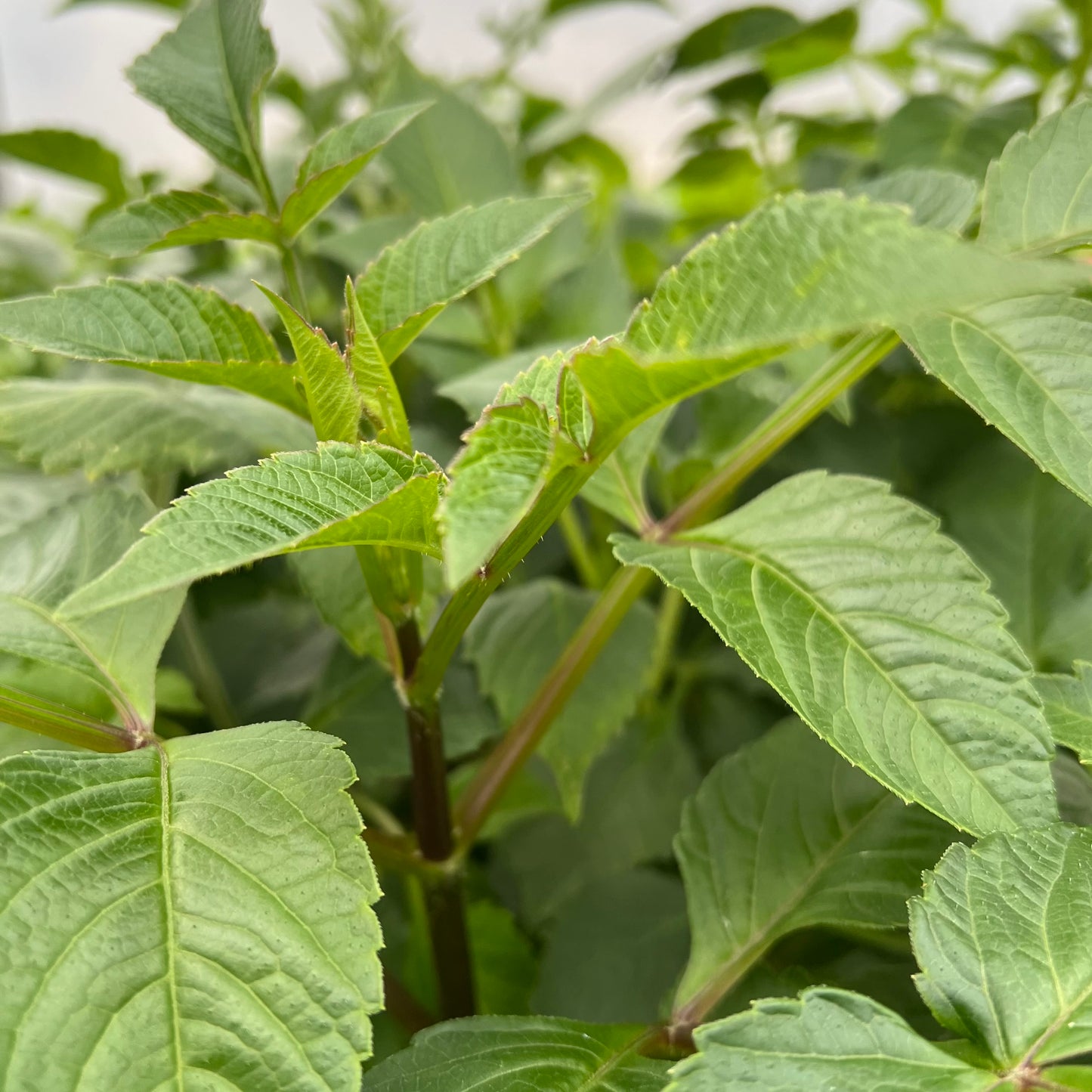 KA's Mocha Jake - Dahlia Seeds