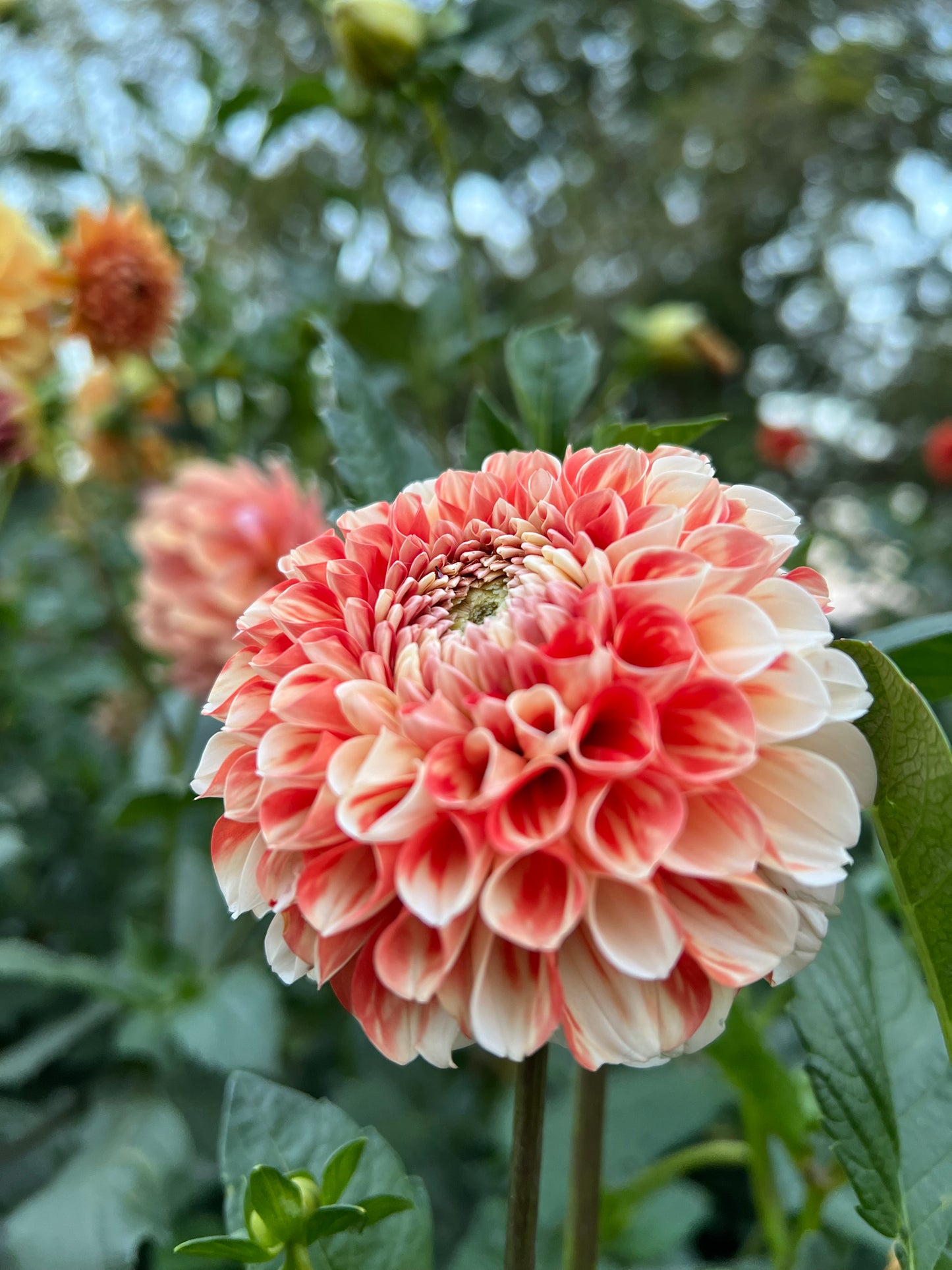 Luan - Rooted Cutting