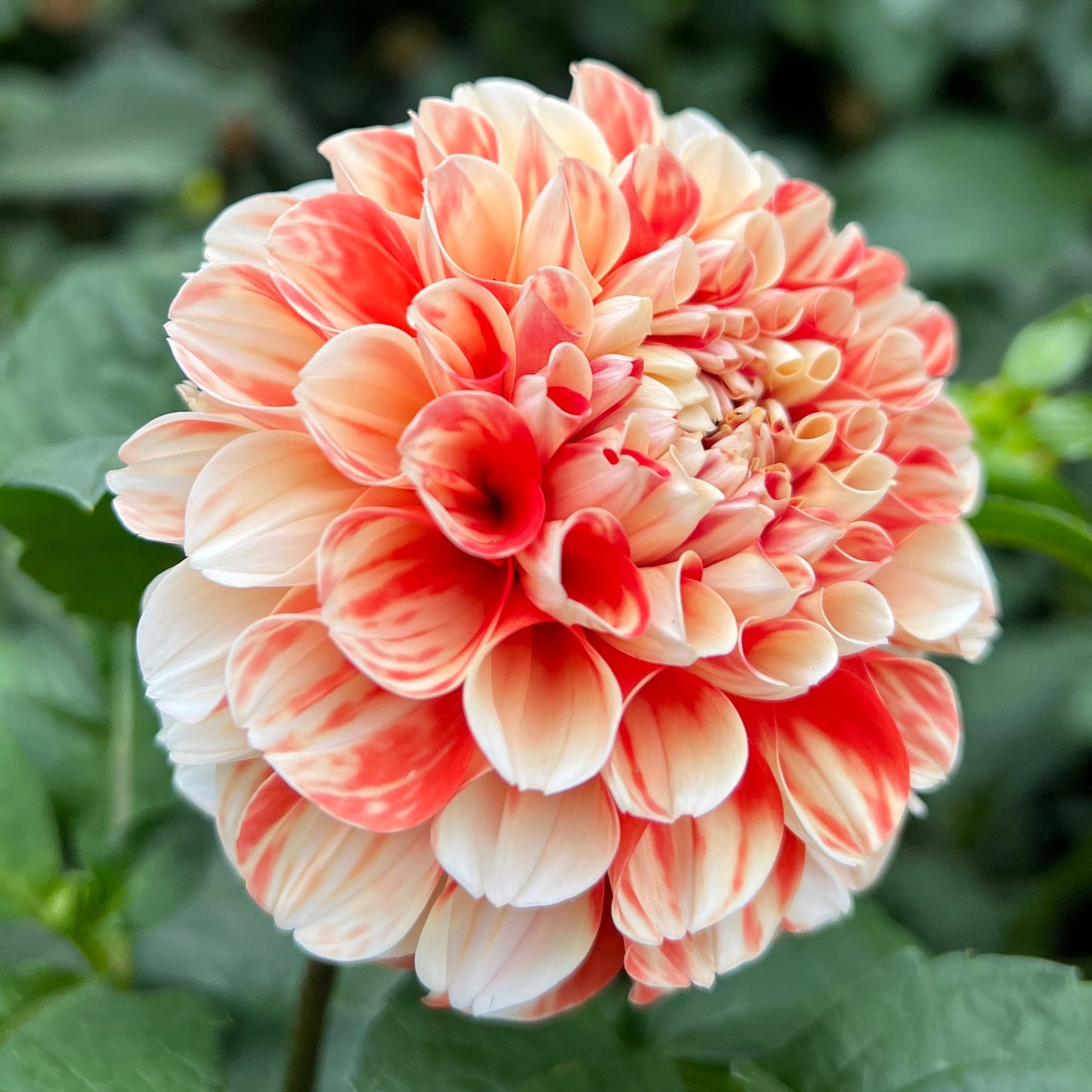 Luan - Rooted Cutting