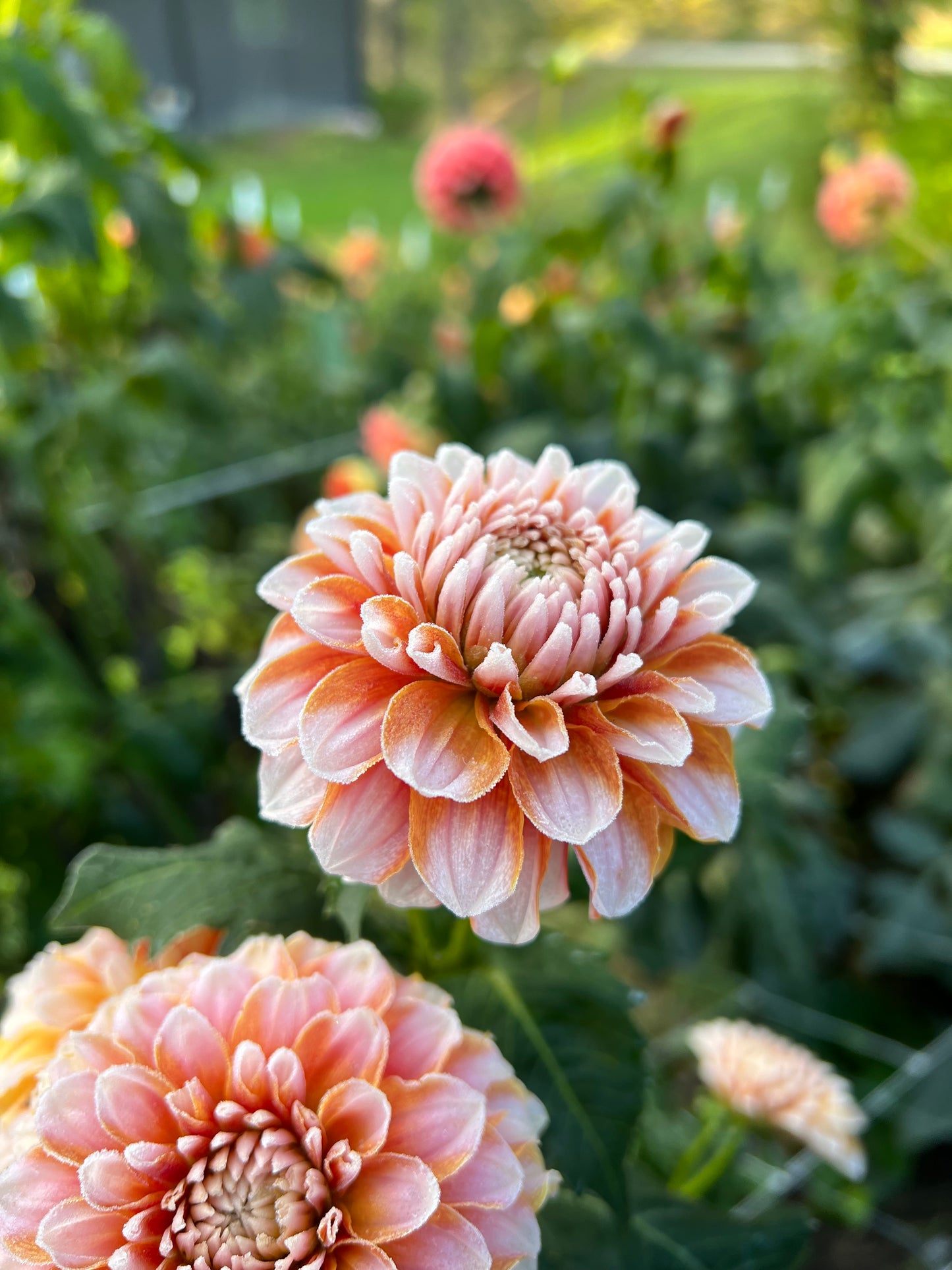Tangerine Dream