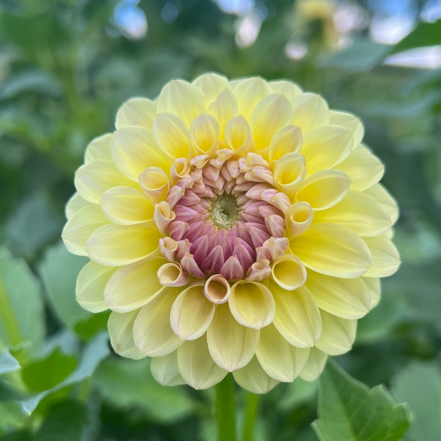 Coseytown Gale - Dahlia Seeds