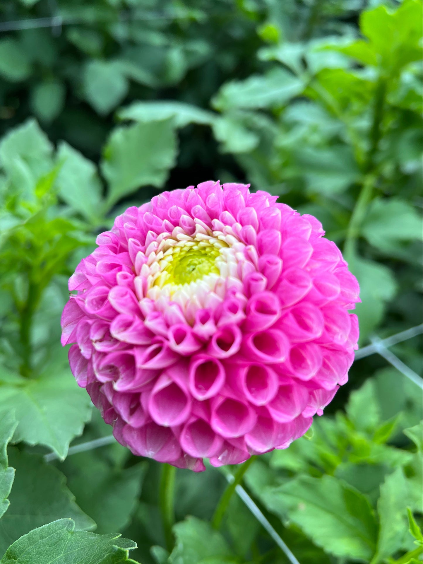 Ms Debbie - Rooted Cutting