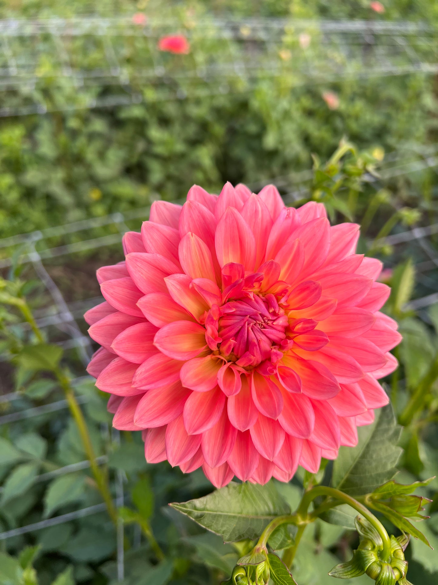 Lee's Zesty Peach - Rooted Cutting