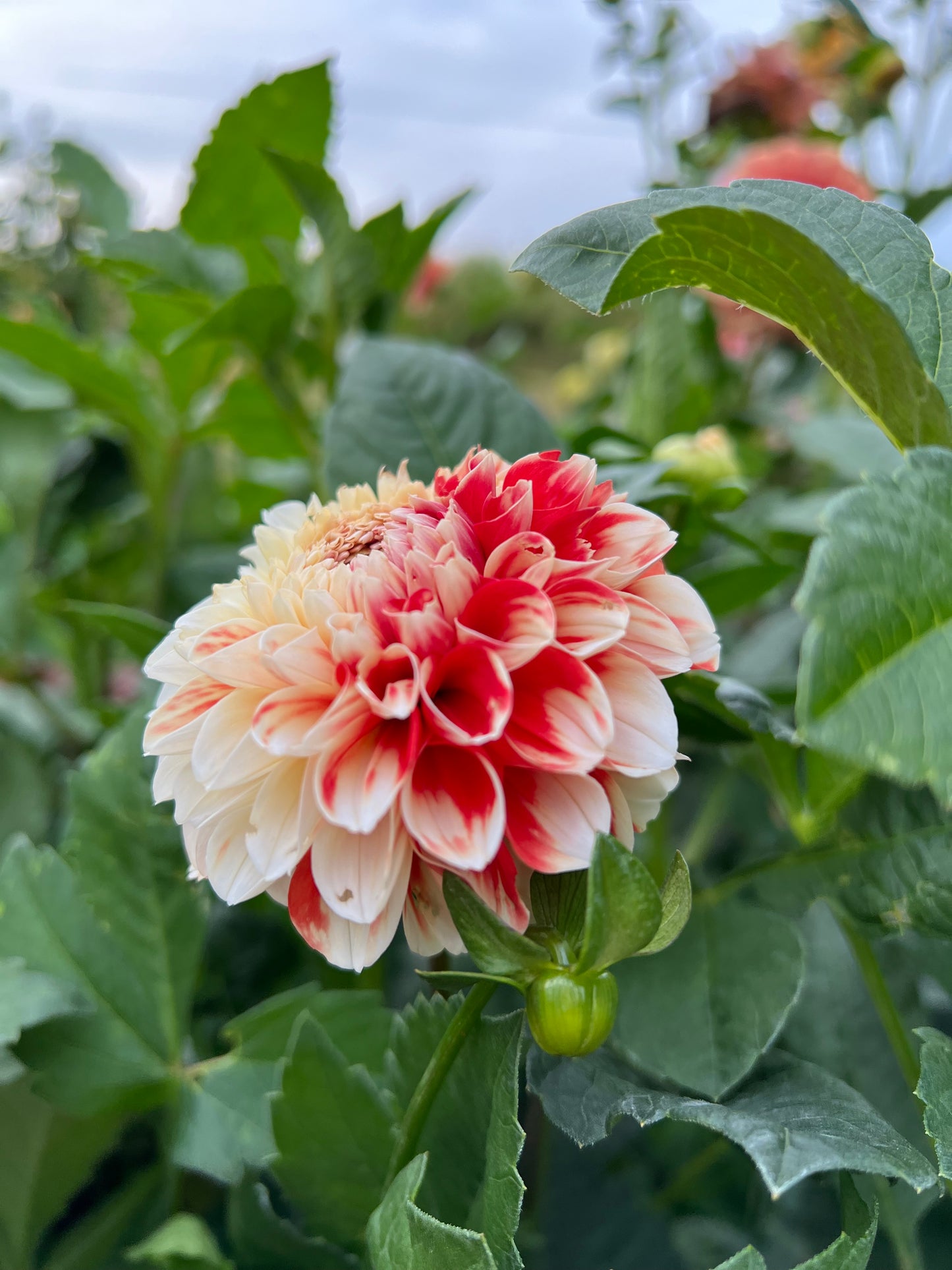 Luan - Rooted Cutting