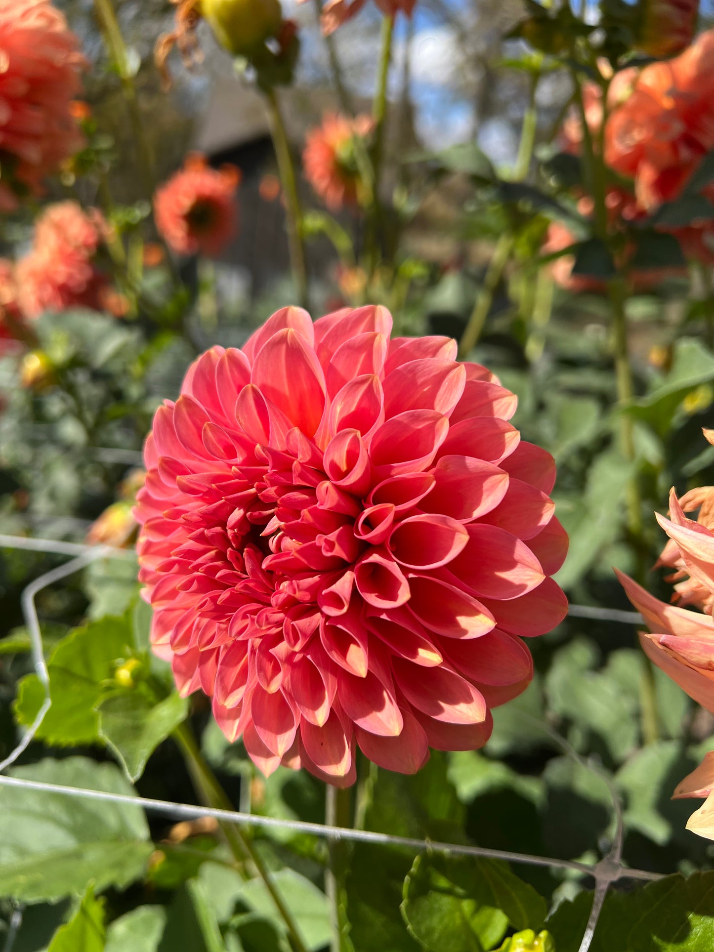 20th Ave Pink Cloud - Rooted Cutting