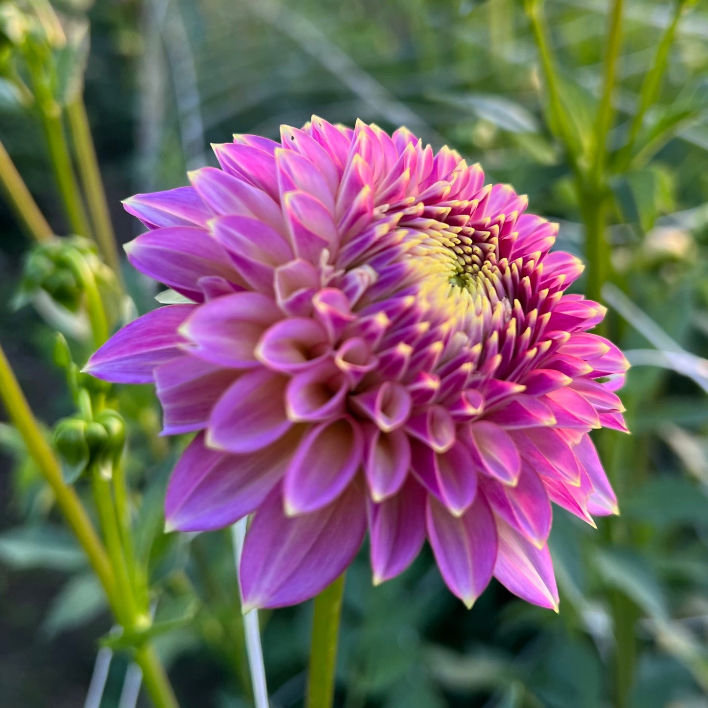 Skipley Spot of Gold