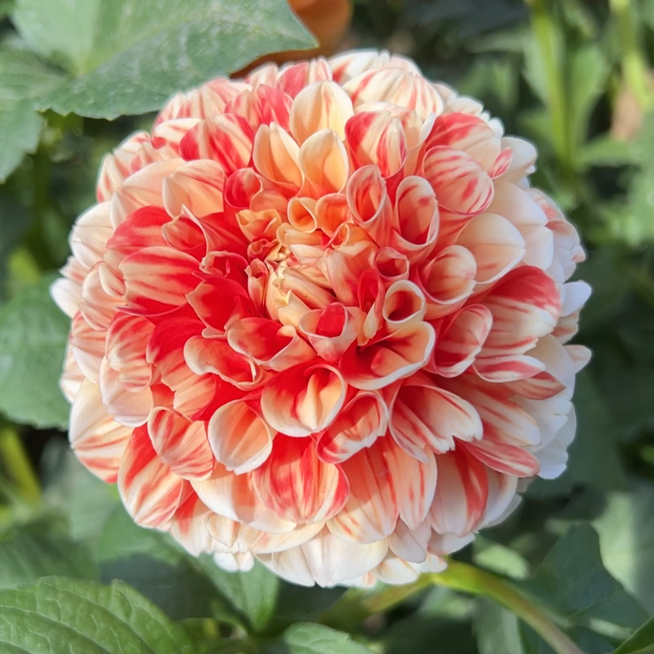 Luan - Rooted Cutting