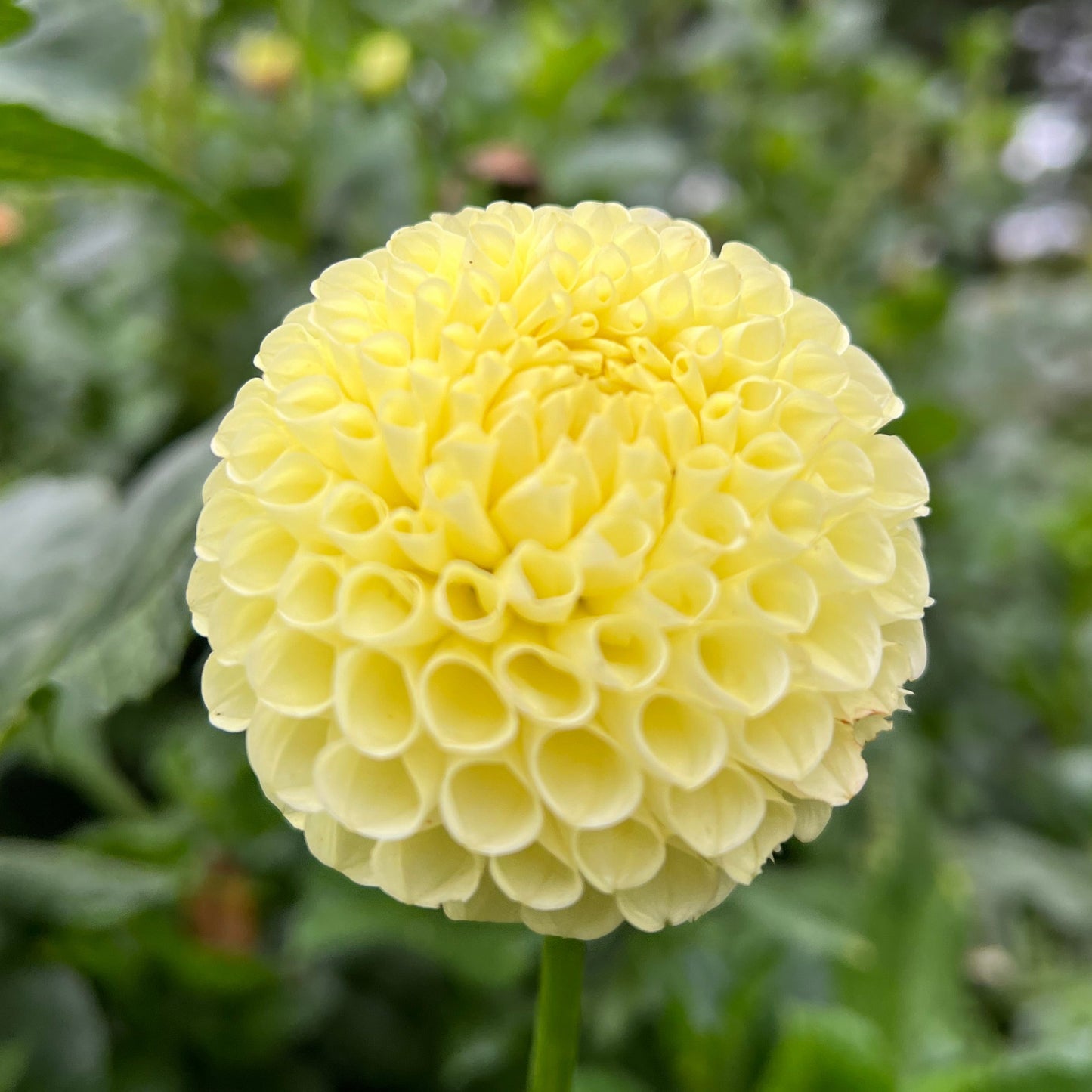 Irish Moon - Rooted Cutting