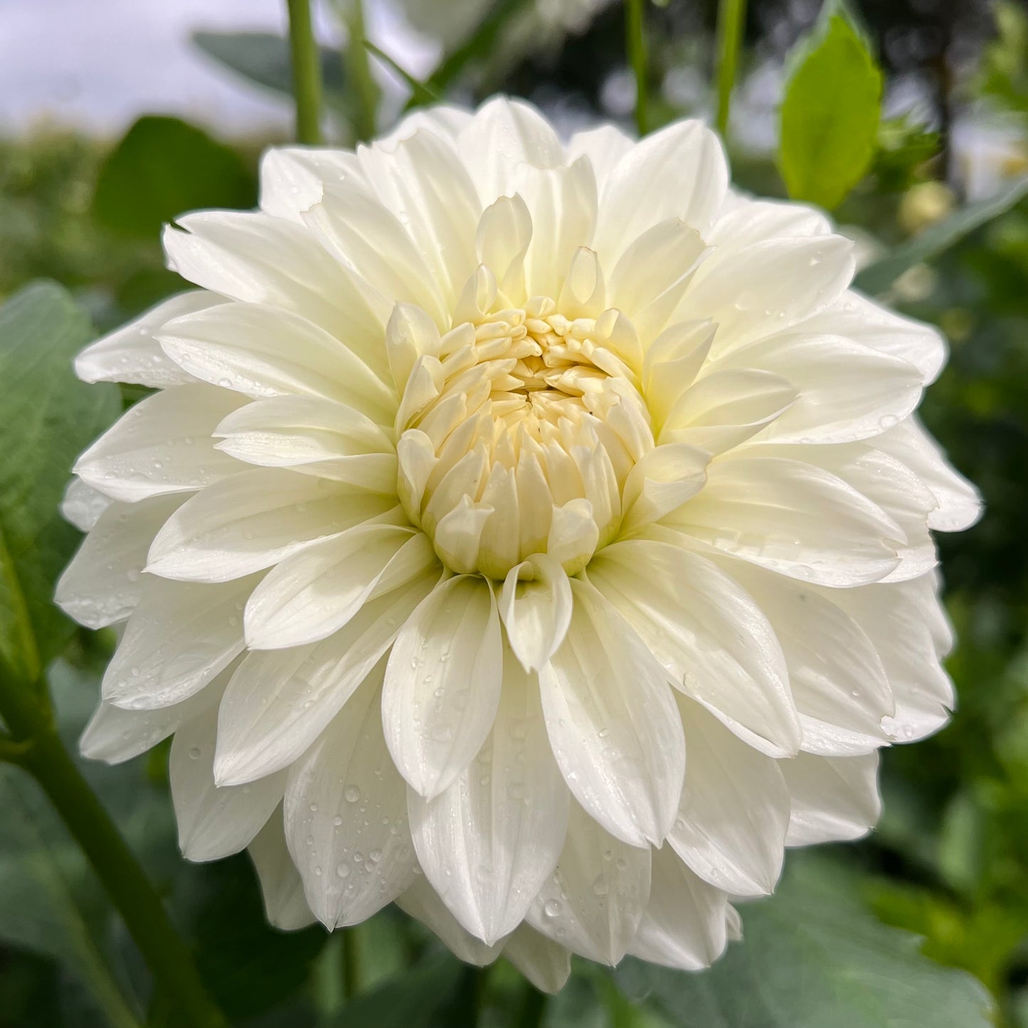 Coseytown Early Girl