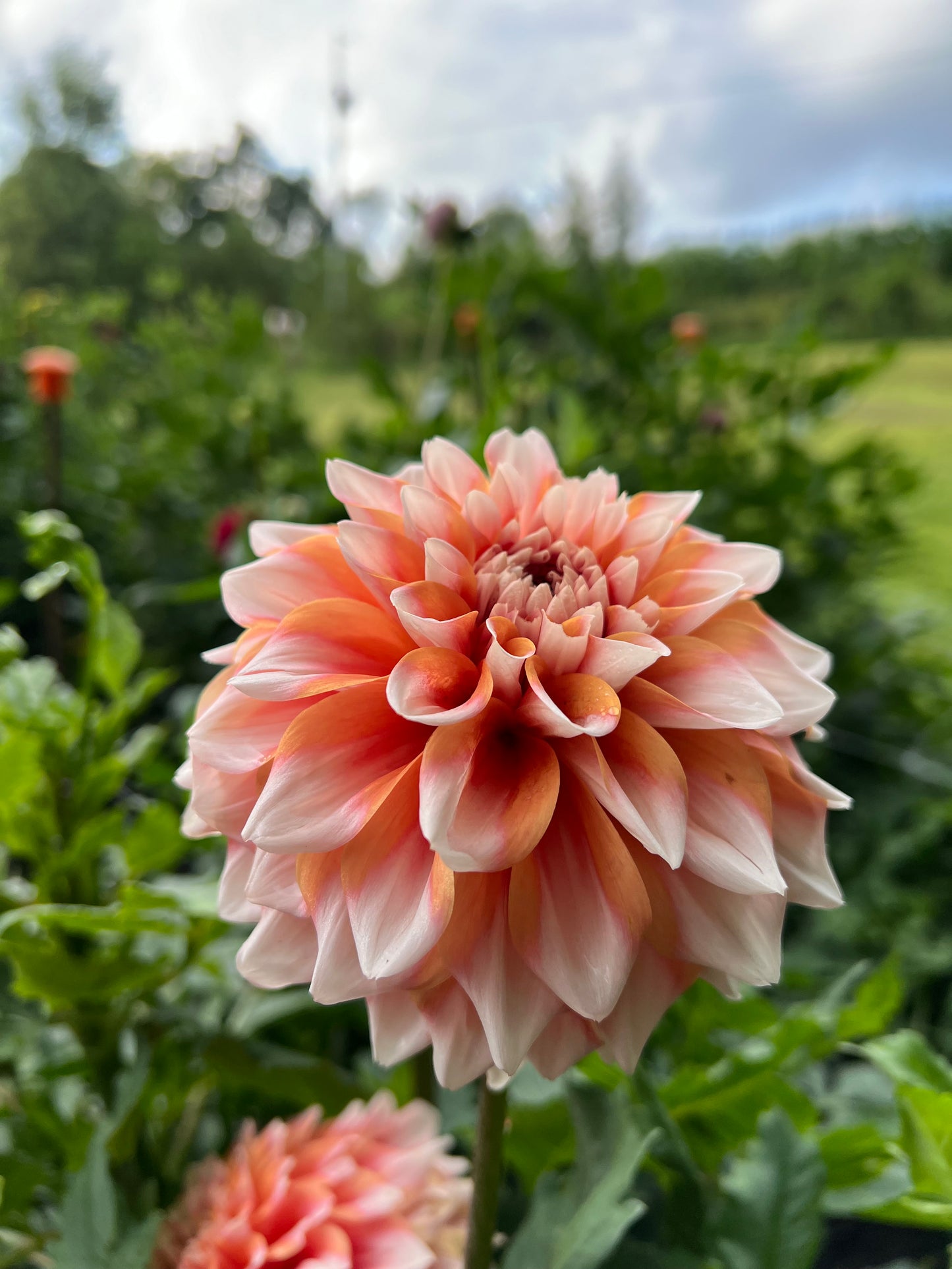 Hollyhill Orange Ice