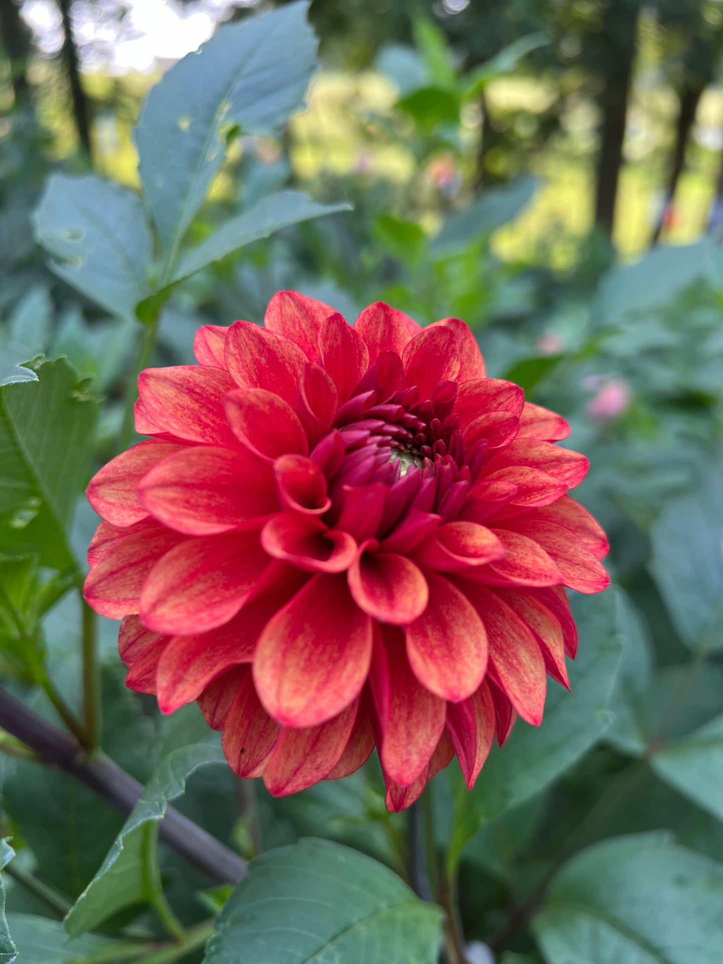 Lee's Ember - Rooted Cutting