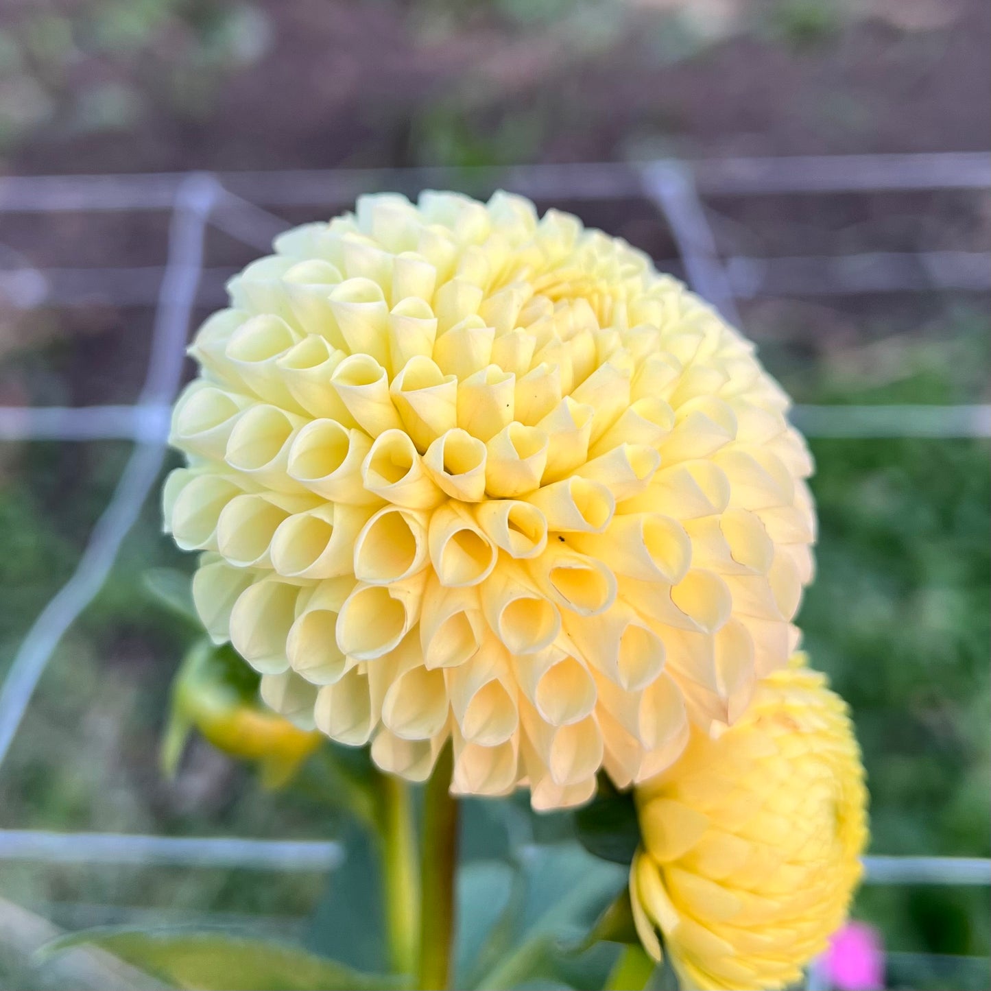 Irish Moon - Rooted Cutting