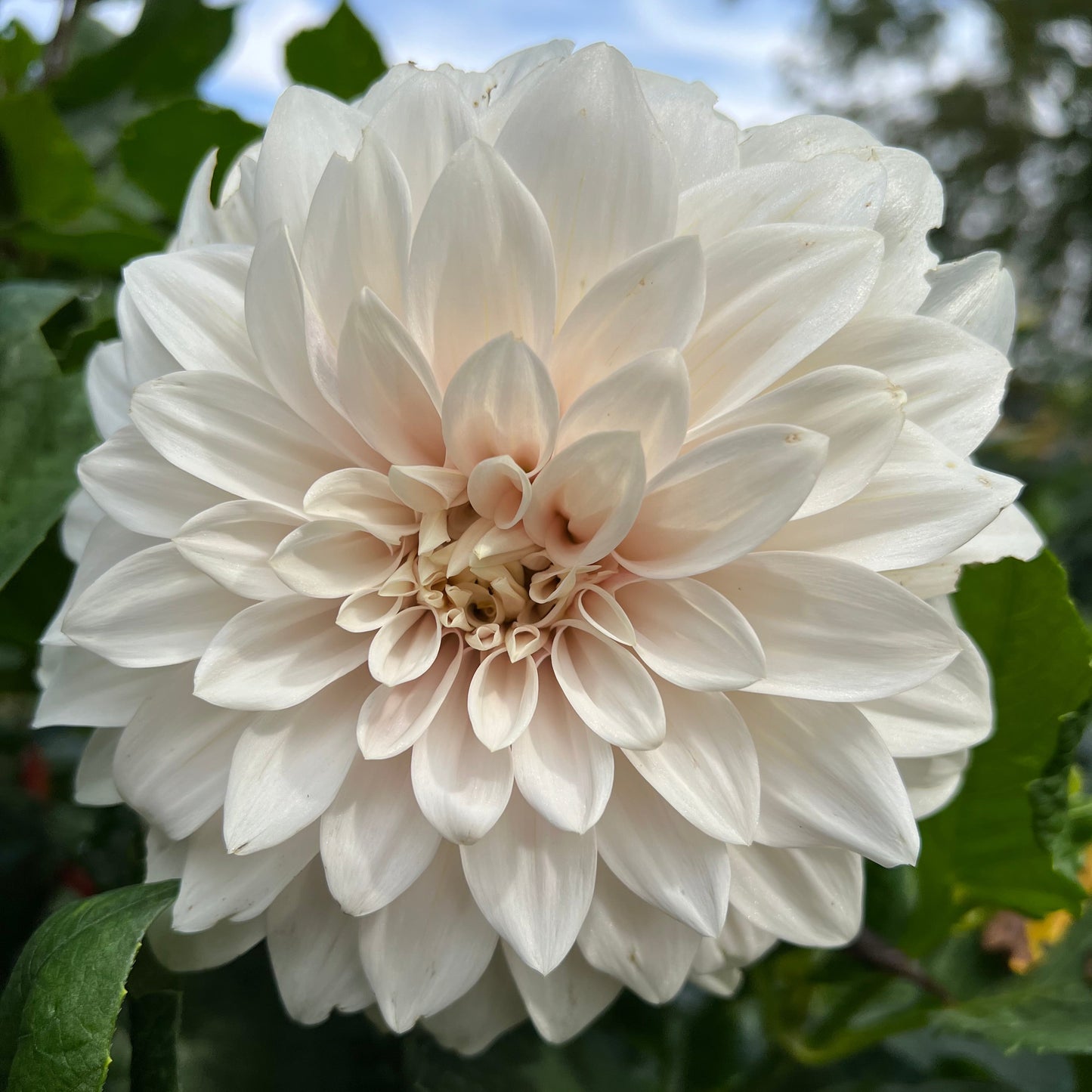 Marryn's Mamawo & Popo - Rooted Cutting