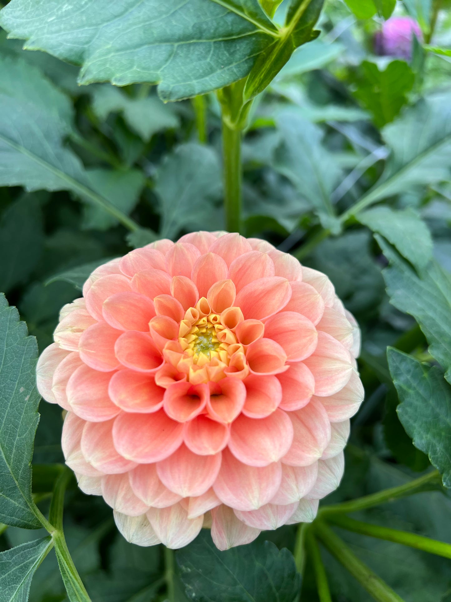 Ferncliff Honeycomb - Rooted Cutting