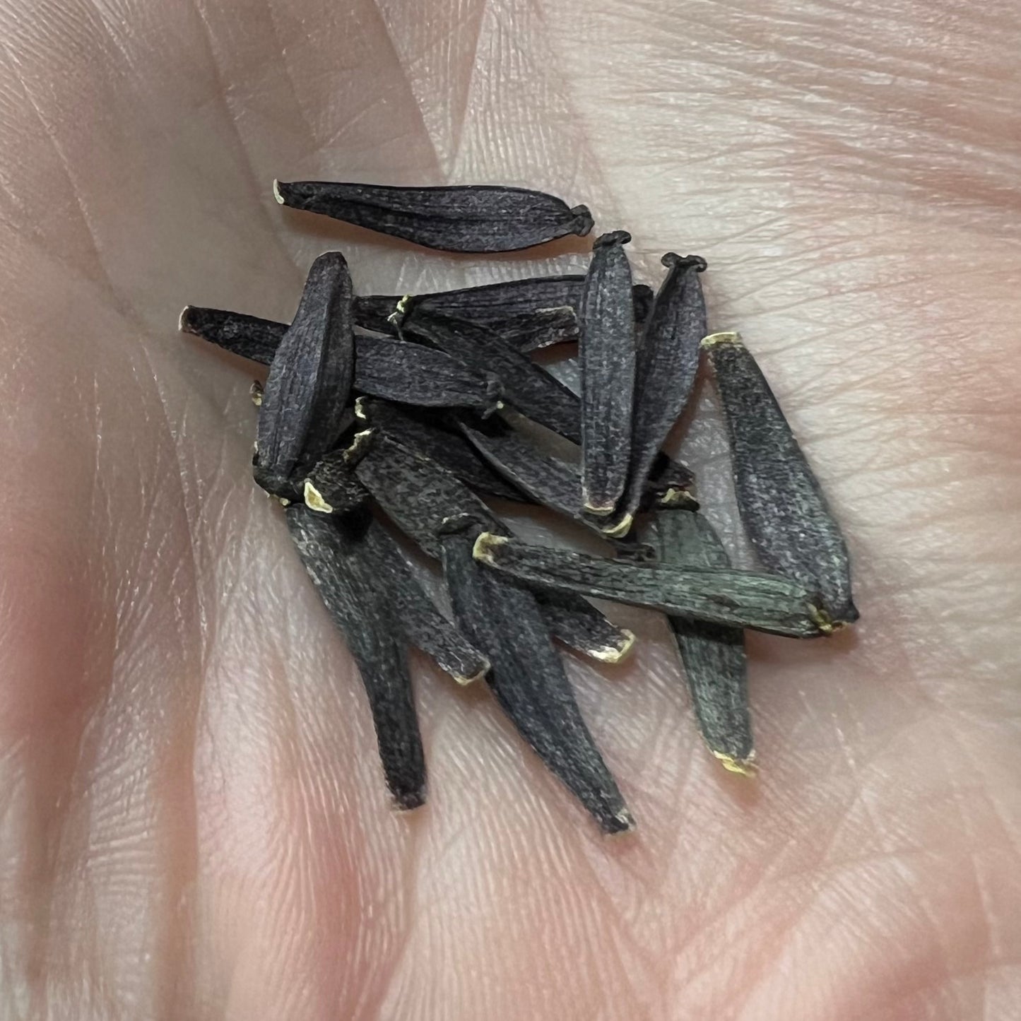 KA's Mocha Jake - Dahlia Seeds