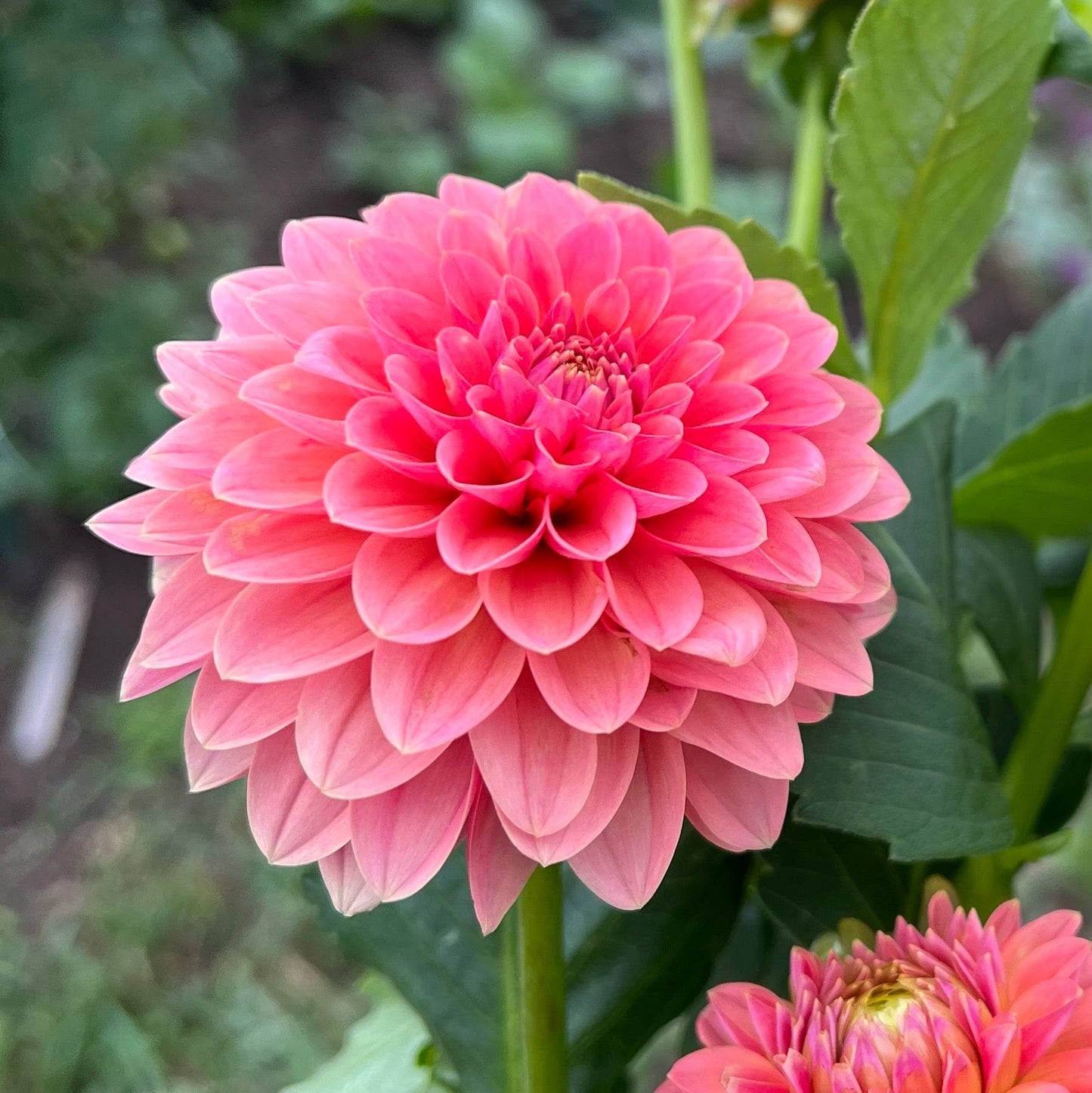KA's Boho Peach