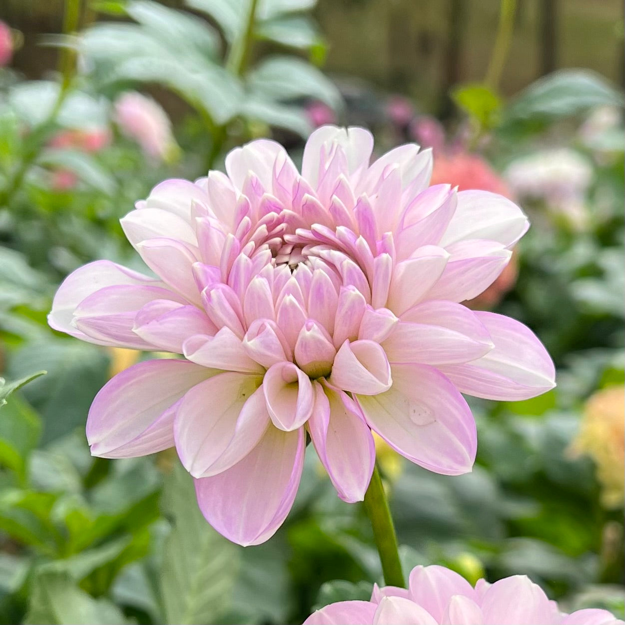 Marionberry Milkshake