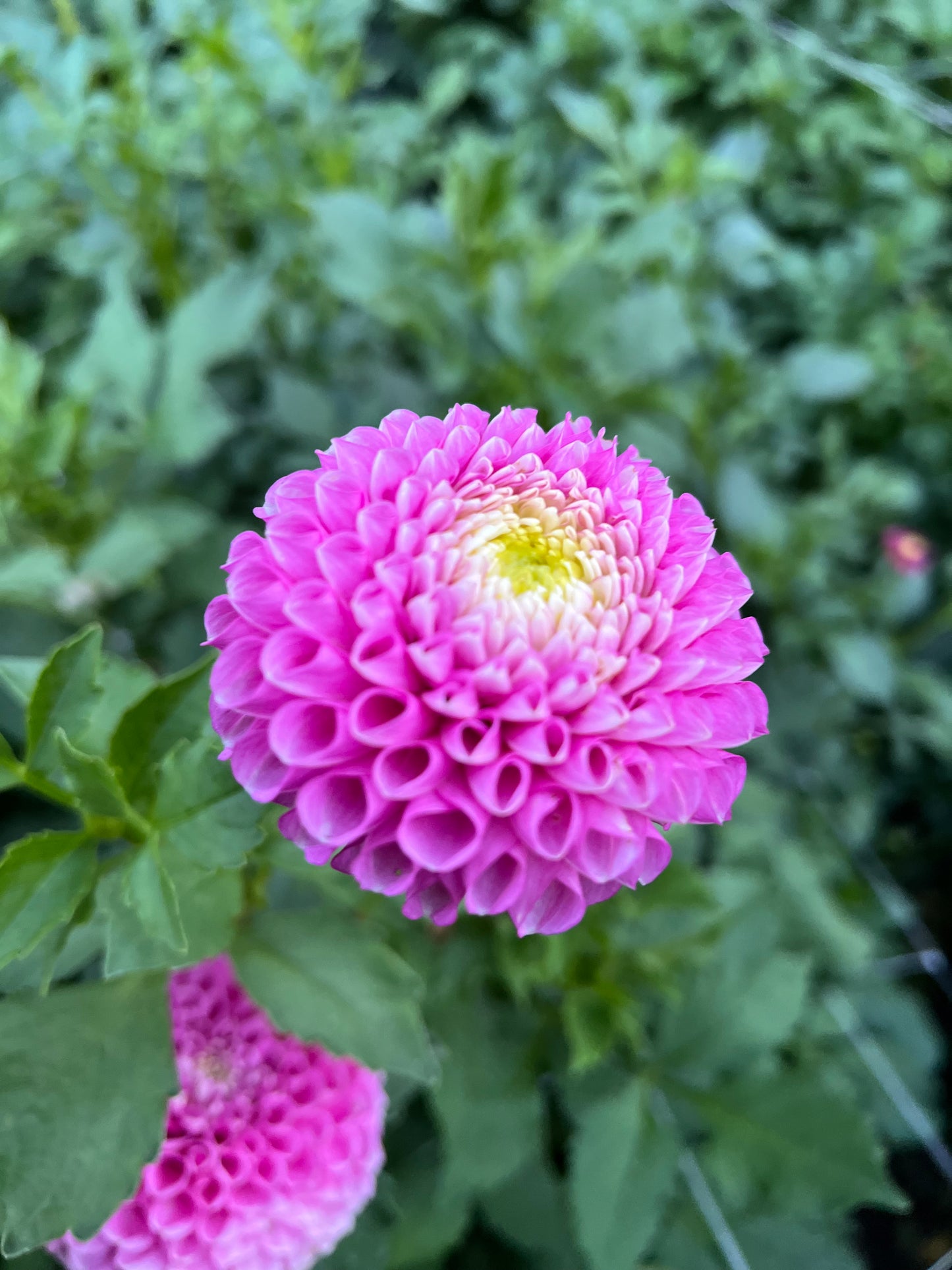 Ms Debbie - Rooted Cutting