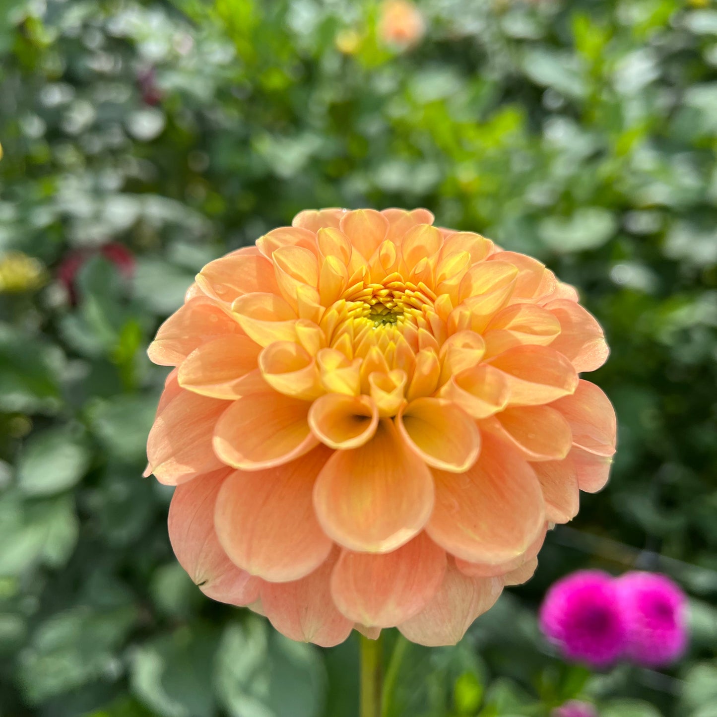 Ferncliff Honeycomb - Rooted Cutting