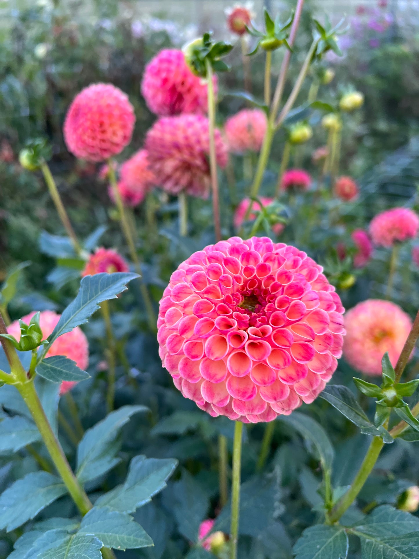 Rosemary Dawn