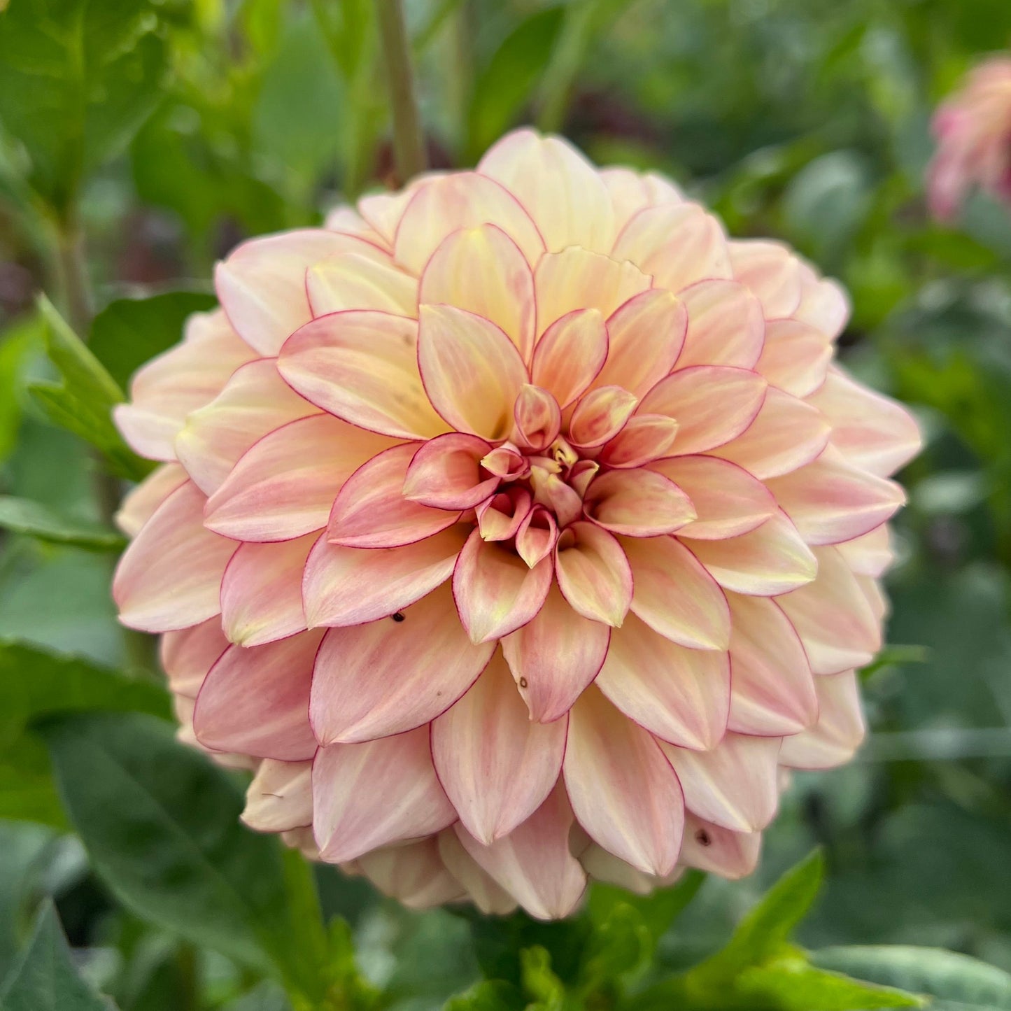 KA's Mocha Katie - Dahlia Seeds