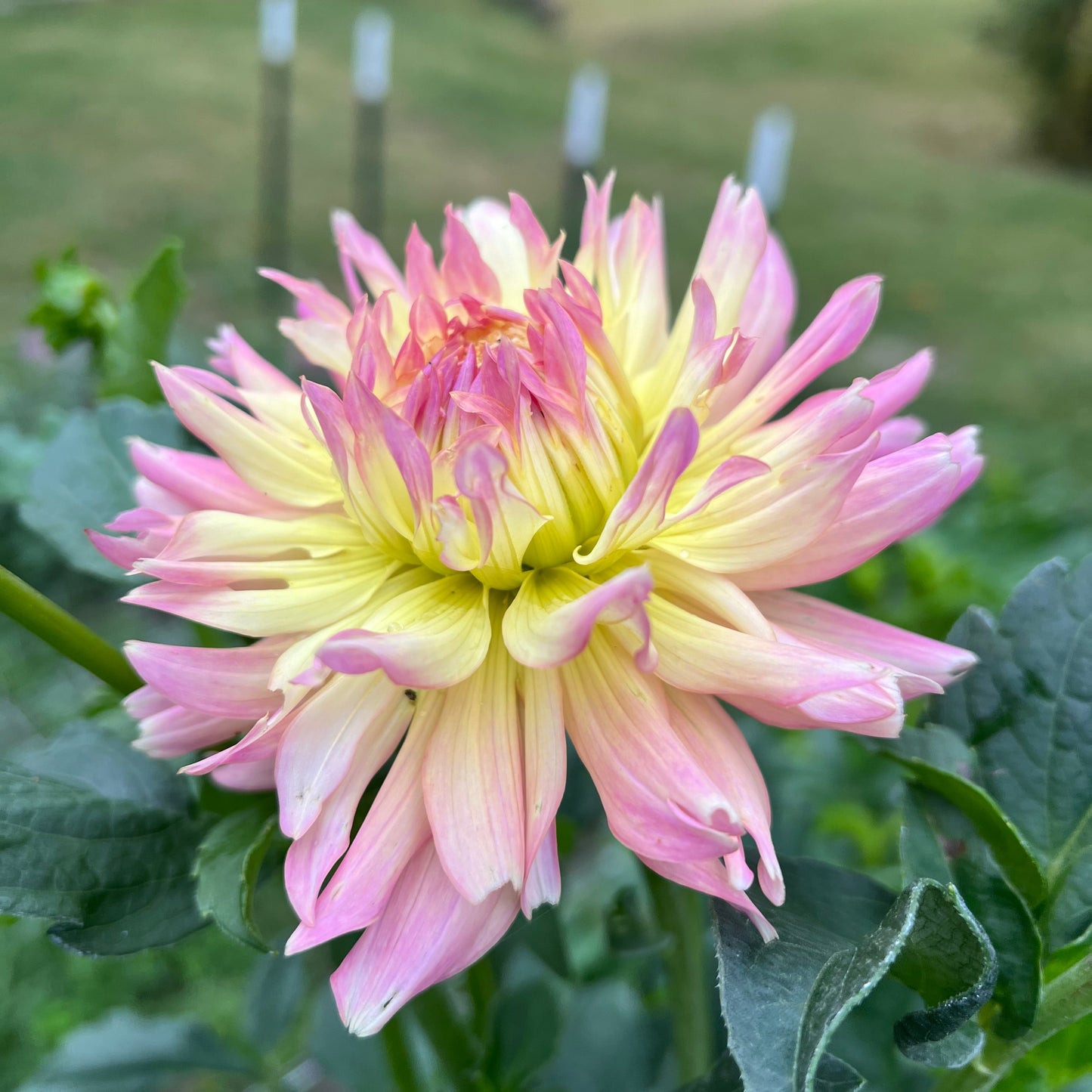 Ferncliff Cameo - Rooted Cutting