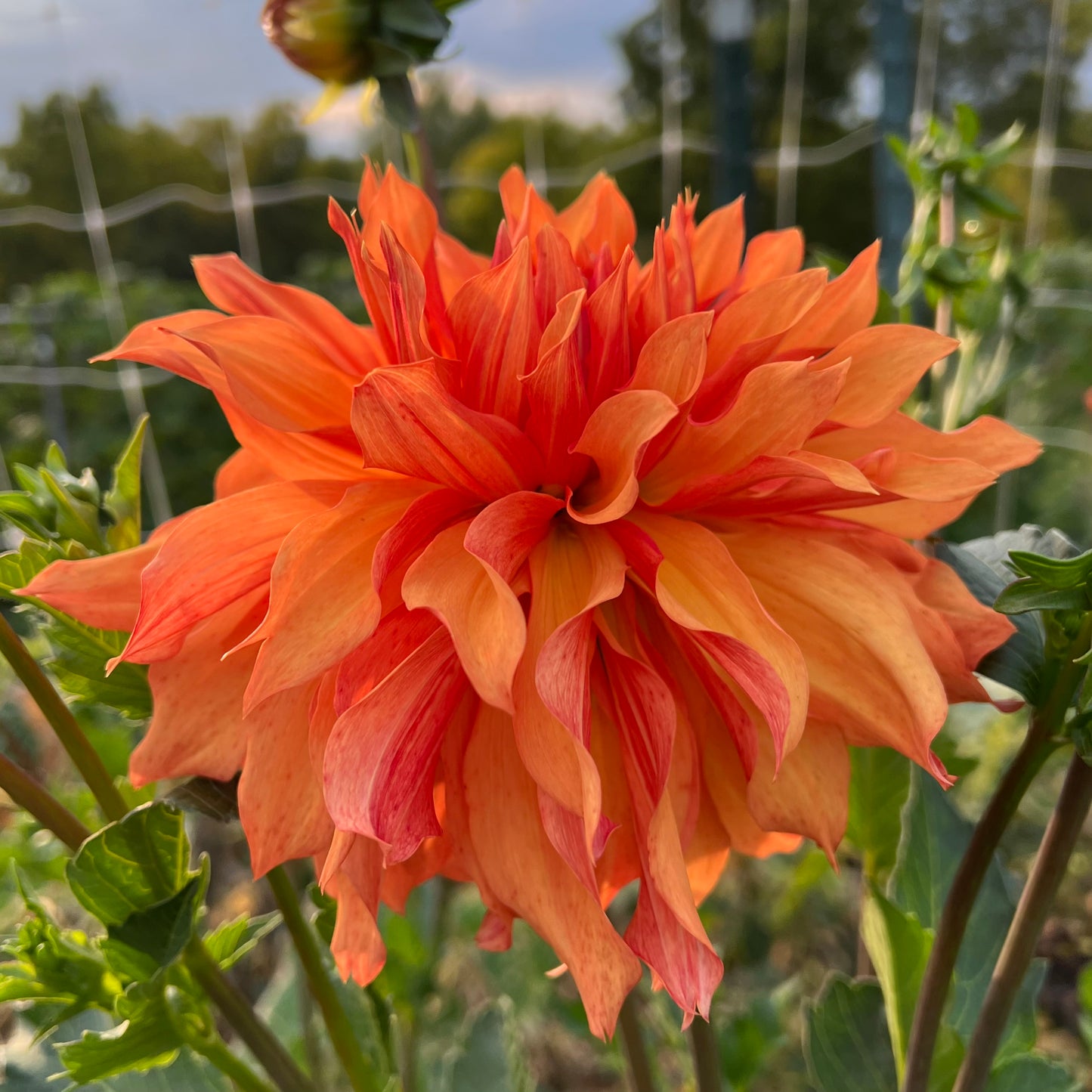 Bloomquist Blast Off