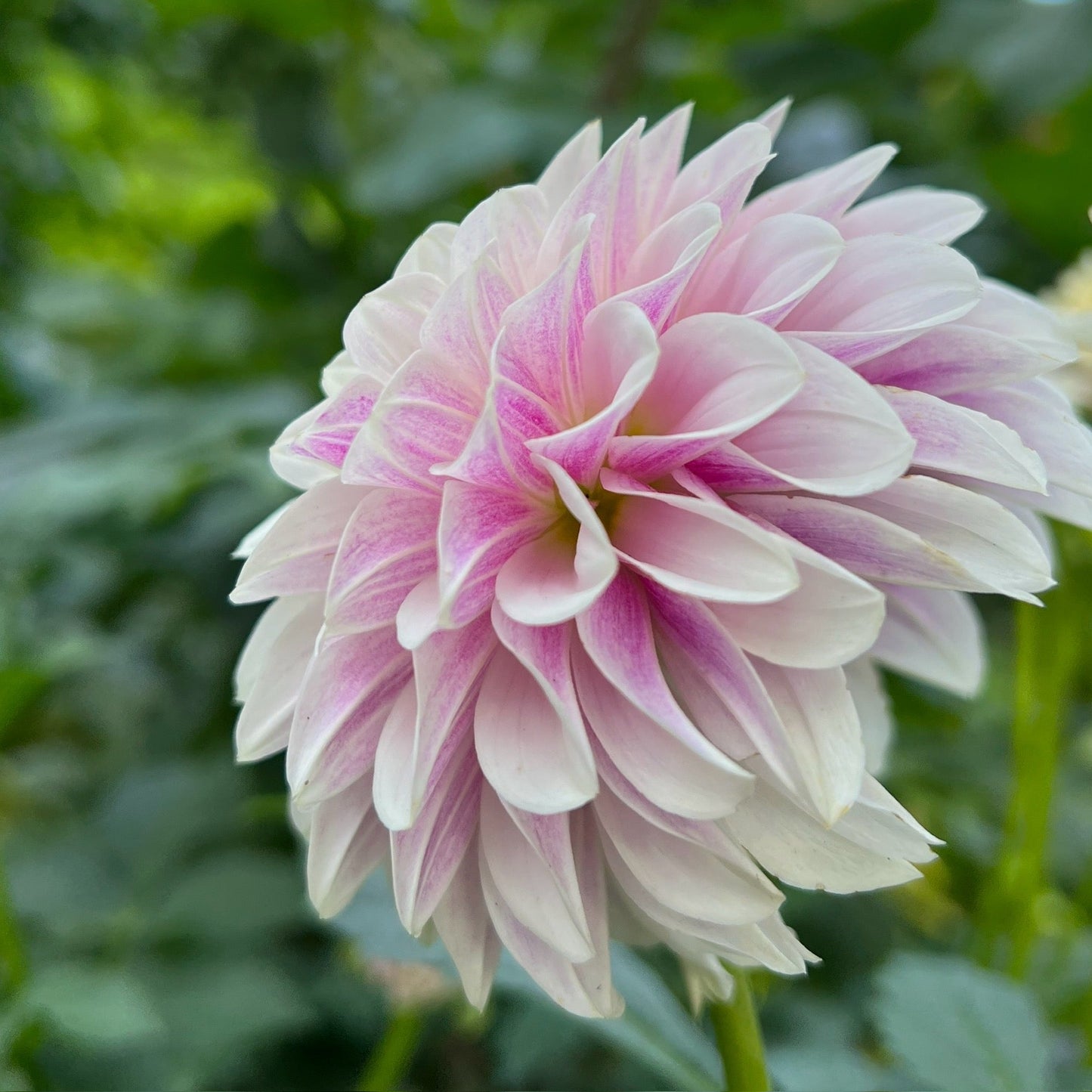 Salish Twilight Girl