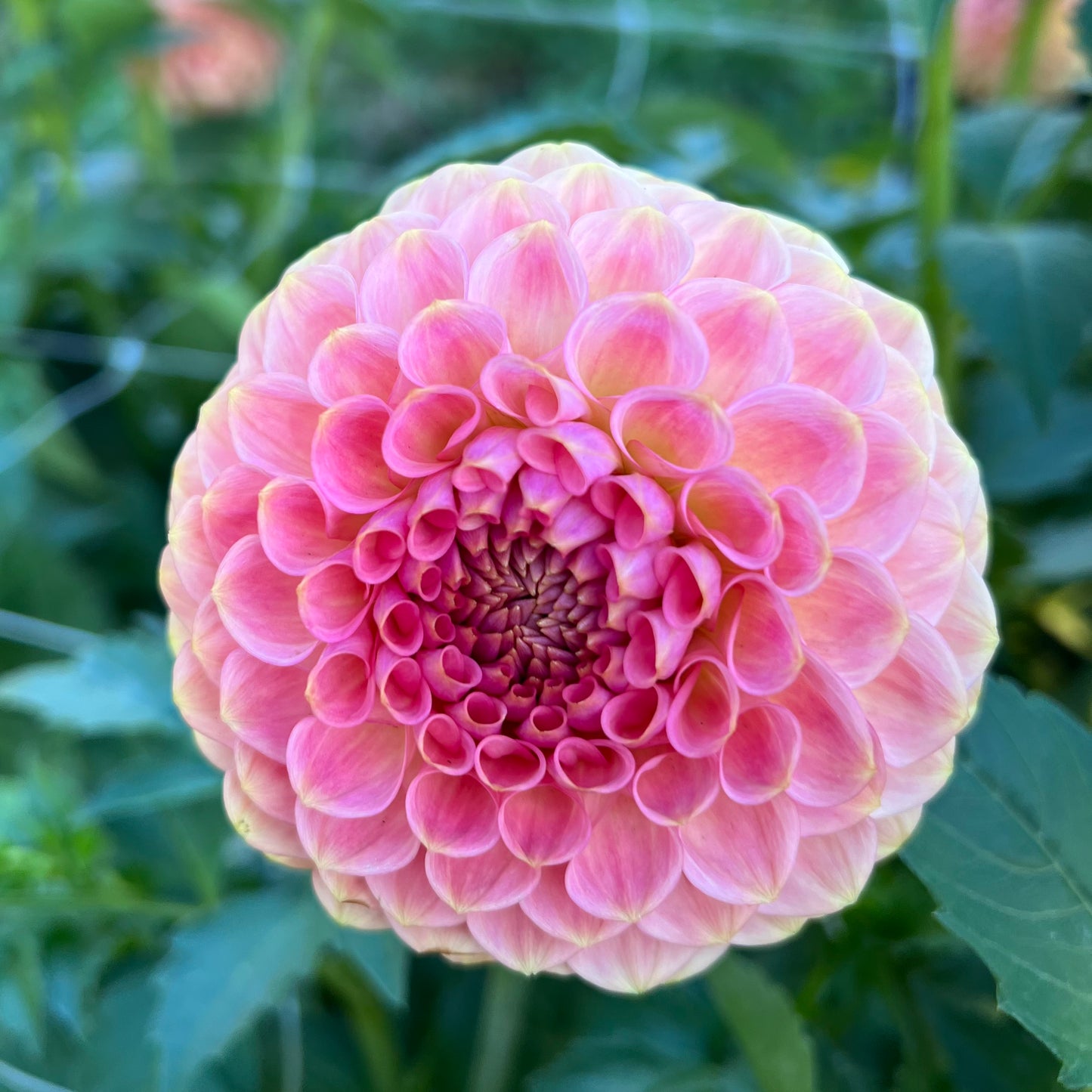 20th Ave Softer Peach